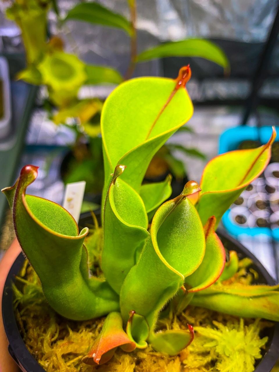 heliamphora nutans 垂花太阳瓶子草 瓶子草中的高端品种,温差大的