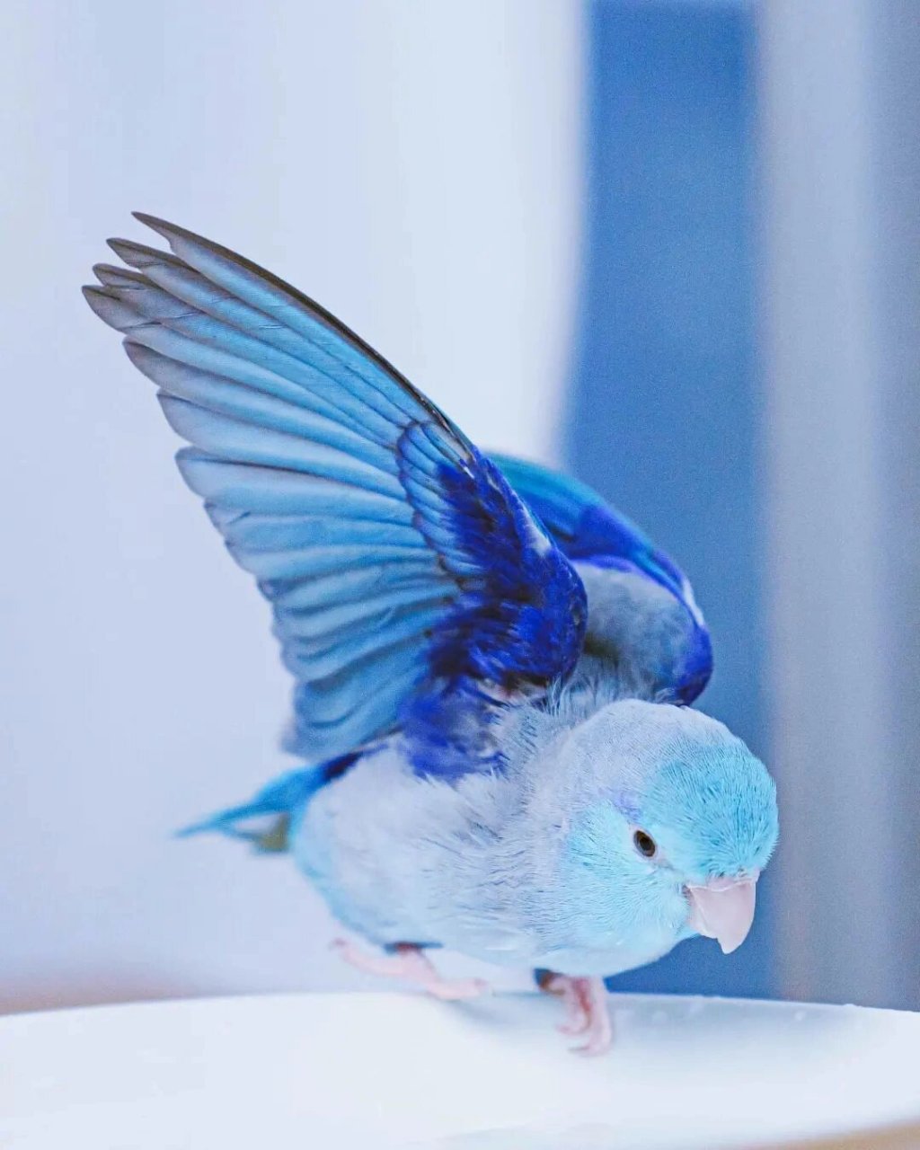 你可以在一只鹦鹉身上看到所有的蓝色系 ,自然真的好神奇 @ iiharuna.