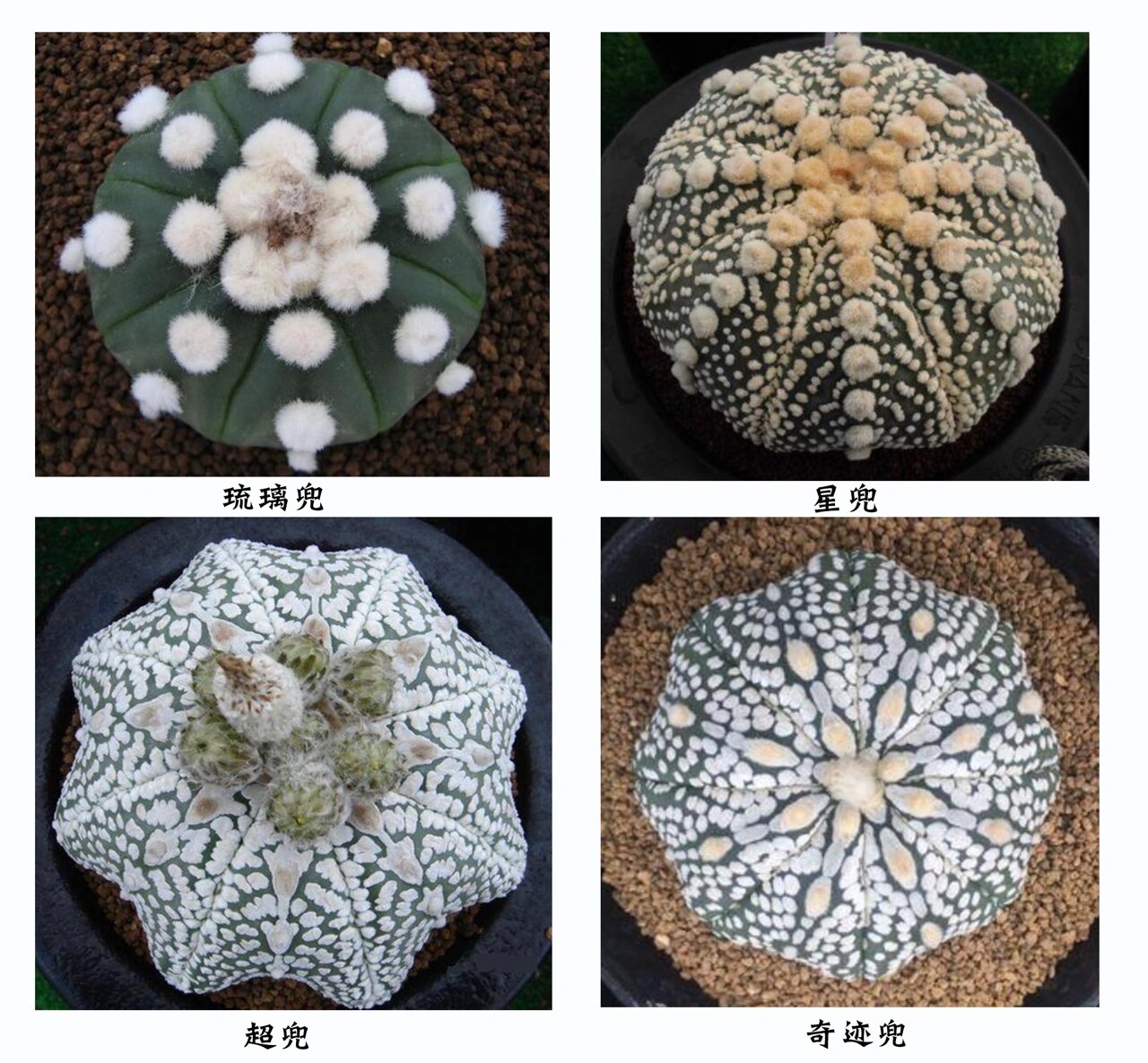 兜的分类(琉璃兜,星兜,奇迹兜,超兜) 🌟兜根据球体表面的疣点,星斑
