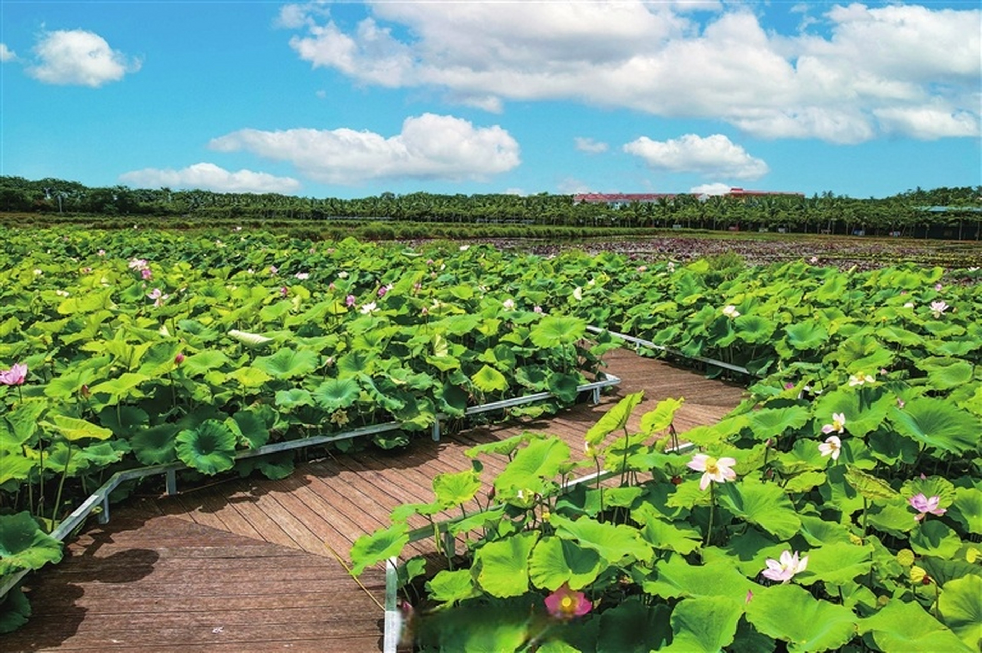 基地是由原三亚南繁科学技术研究院与水稻国家公园联合打造的水生花卉