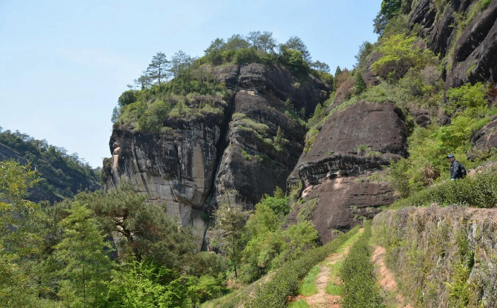 武夷岩茶山场——青狮岩 青狮岩: 青狮岩为武夷山九十九名岩之一,位于