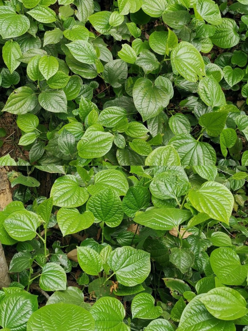 空茼草的图片图片