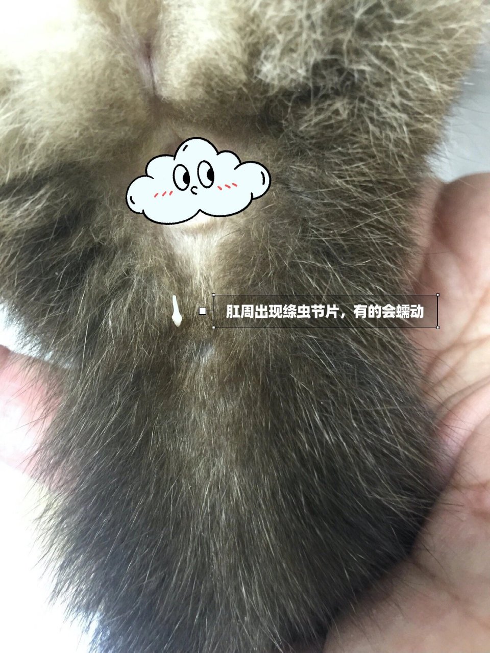 猫咪孕期拉绦虫咋办?