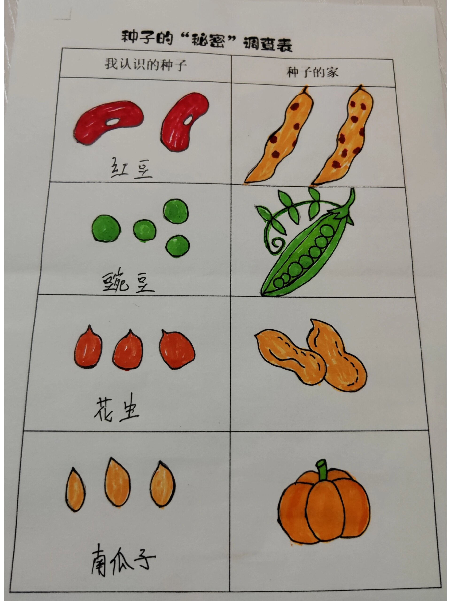 大班种子调查表图片