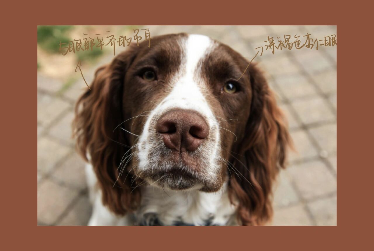 每天认识一种狗狗08day16英国史宾格犬 英国史宾格猎犬english