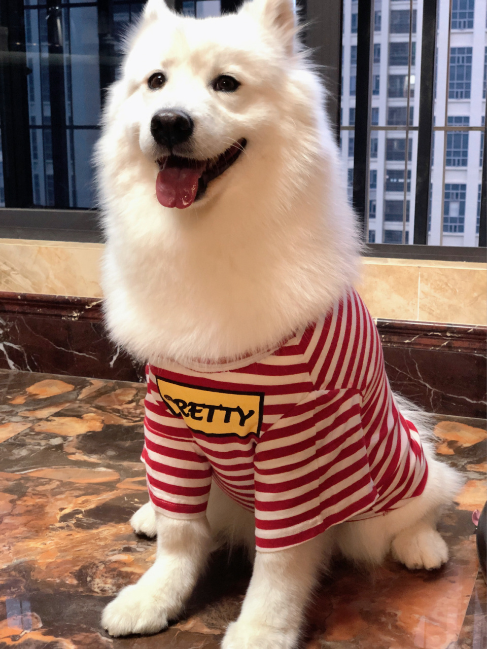 旧衣服diy狗狗衣服 降温啦~~ 网上的衣服太贵买不起,就只能动动手 用