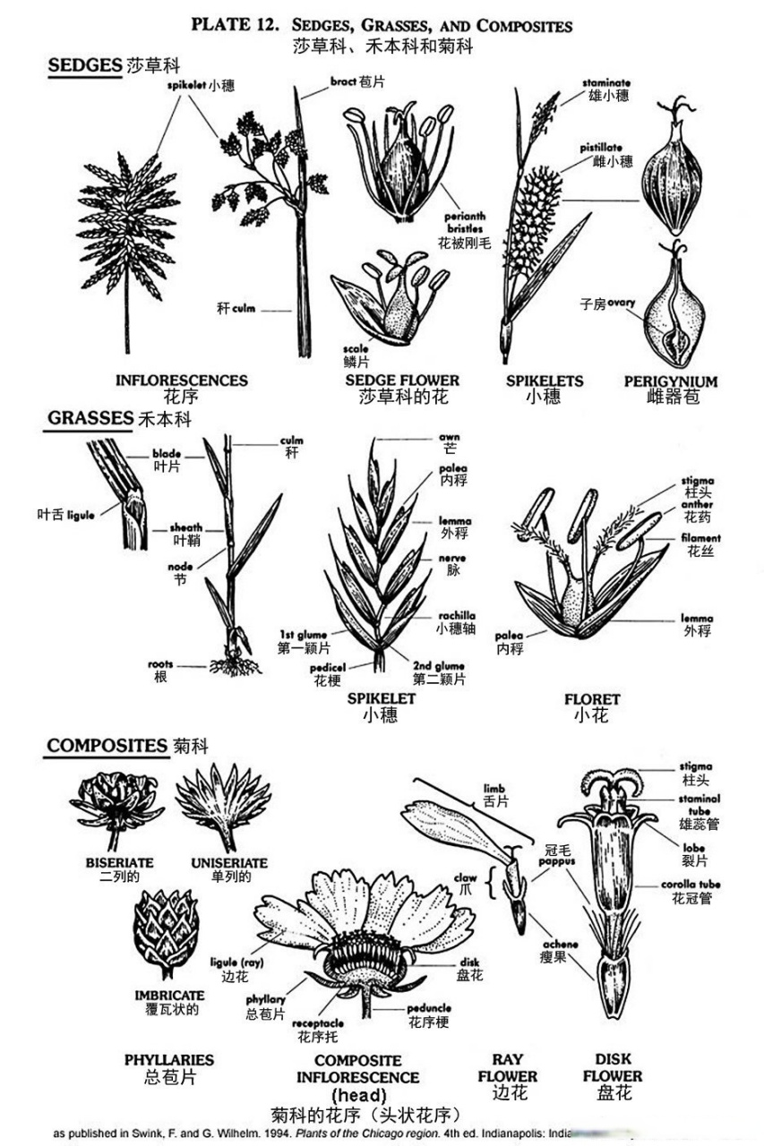 植物学小知识(12)莎草科,禾本科和菊科植物  #随手拍自然##有话植说