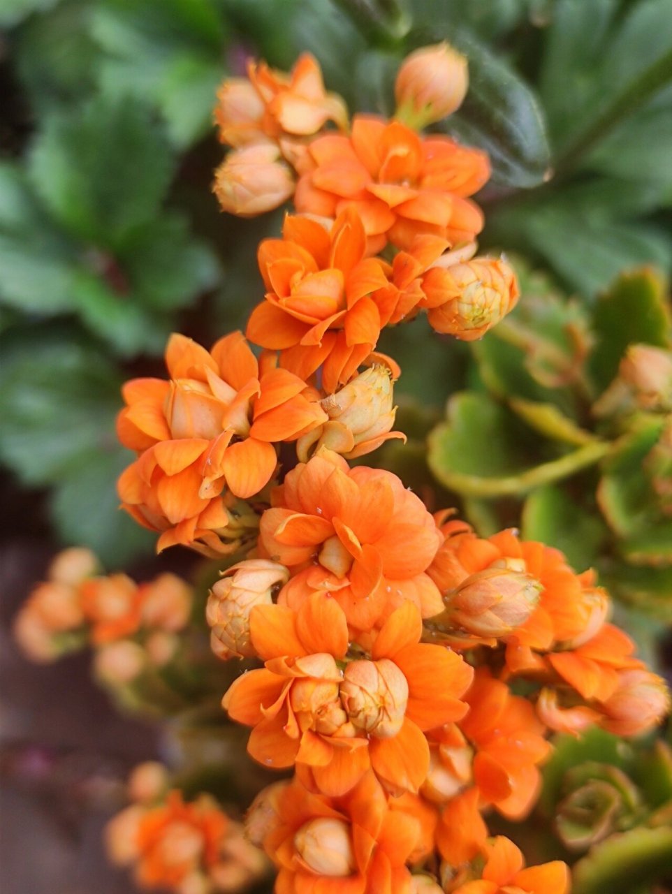 长寿花 暖橙 重瓣长寿花 超正橙色~ 96重瓣长寿花: 暖橙.