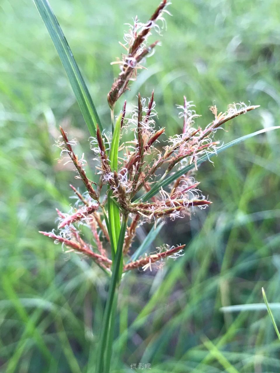 根茎横生,细长,末端生灰黑色,椭圆形,具有香气的块茎(即香附)