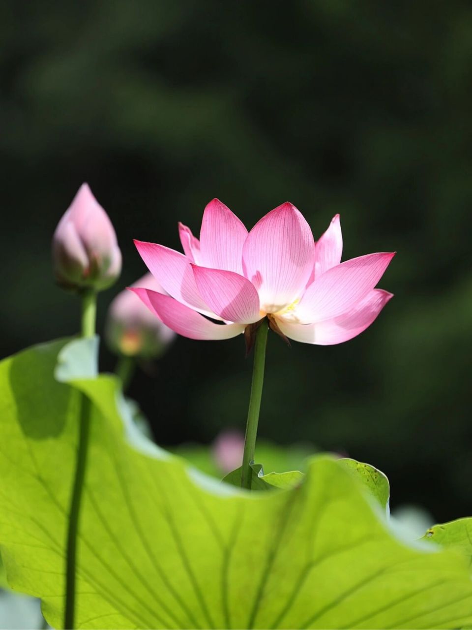 03荷花原图片03 949403039797 你静静地站在那里