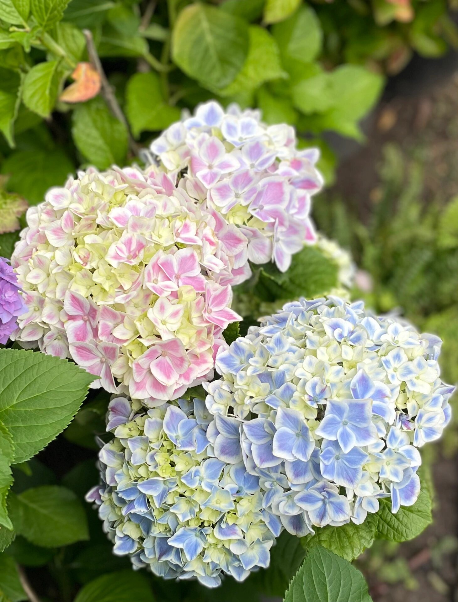 那么美-绣球-薄荷拇指 薄荷拇指调蓝后有点意思,一半蓝一半粉