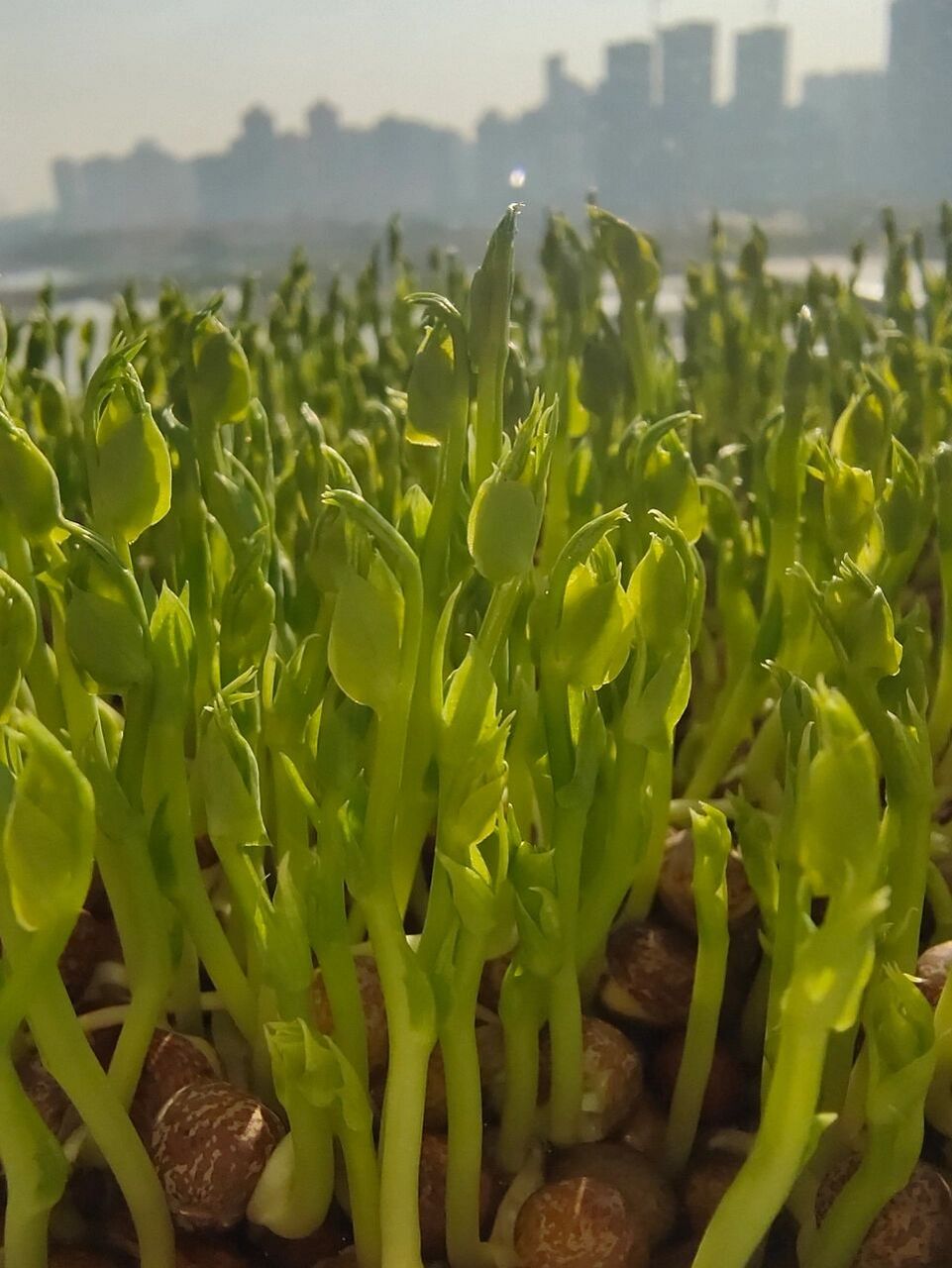 花椒籽芽苗菜图片