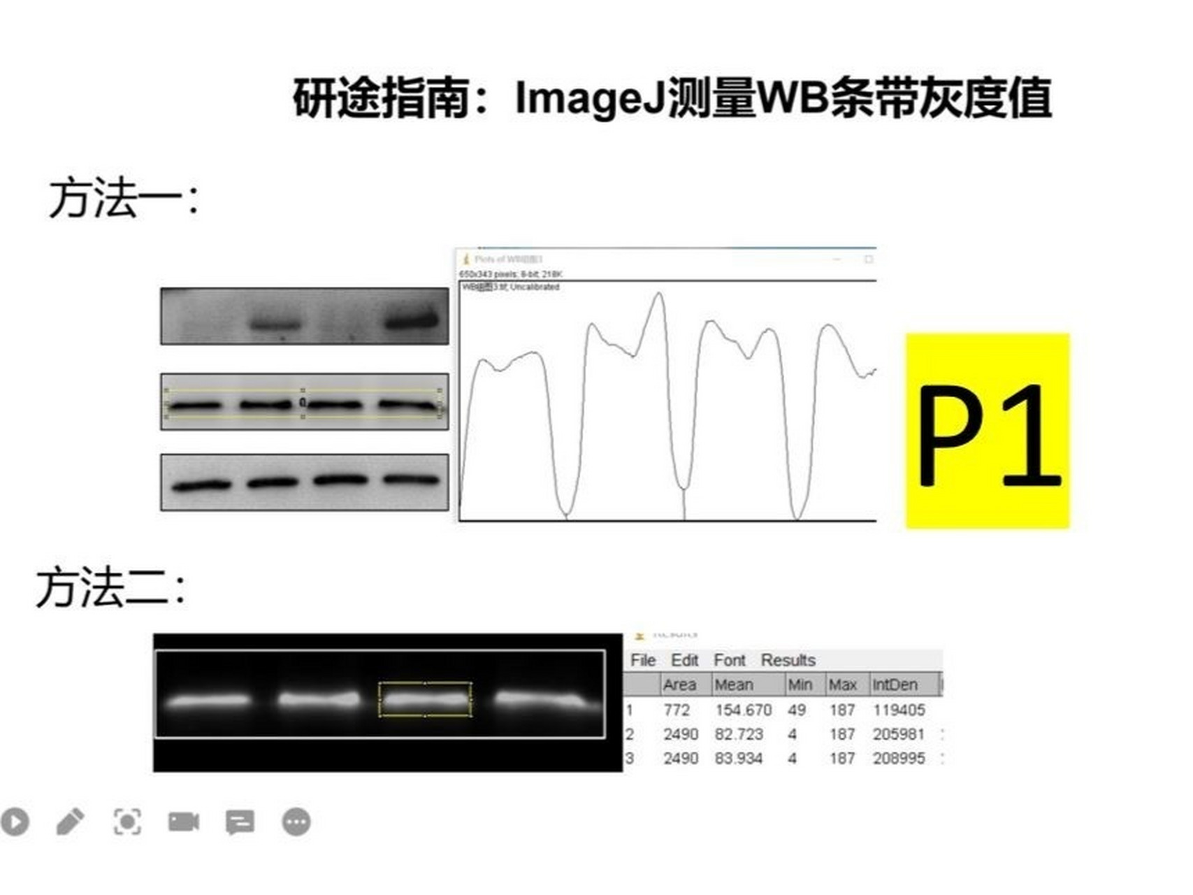 imagej 测量western blot(wb)条带灰度值1 imagej 测量western blot