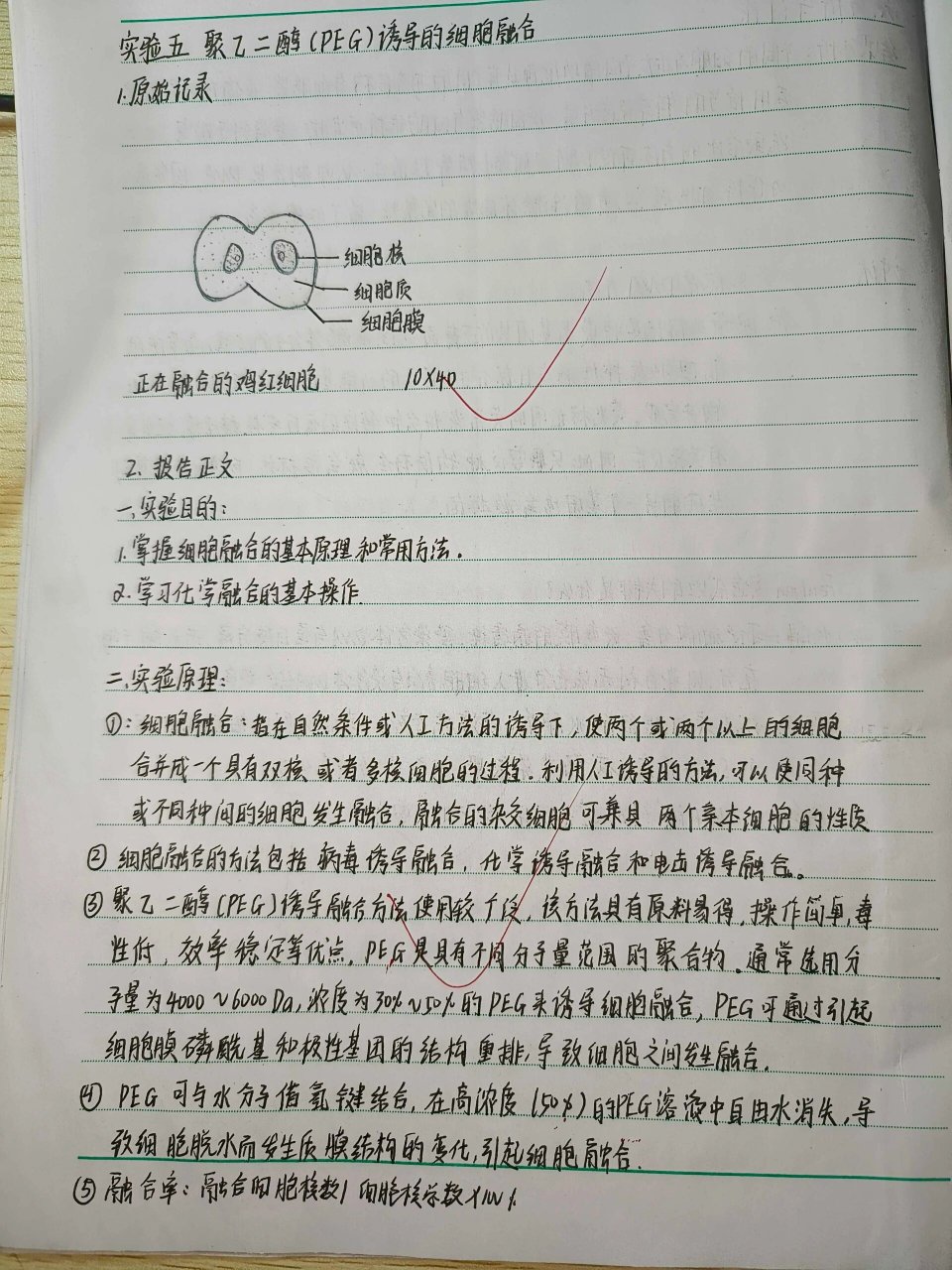 细胞生物实验报告 聚乙二醇诱导的细胞融合