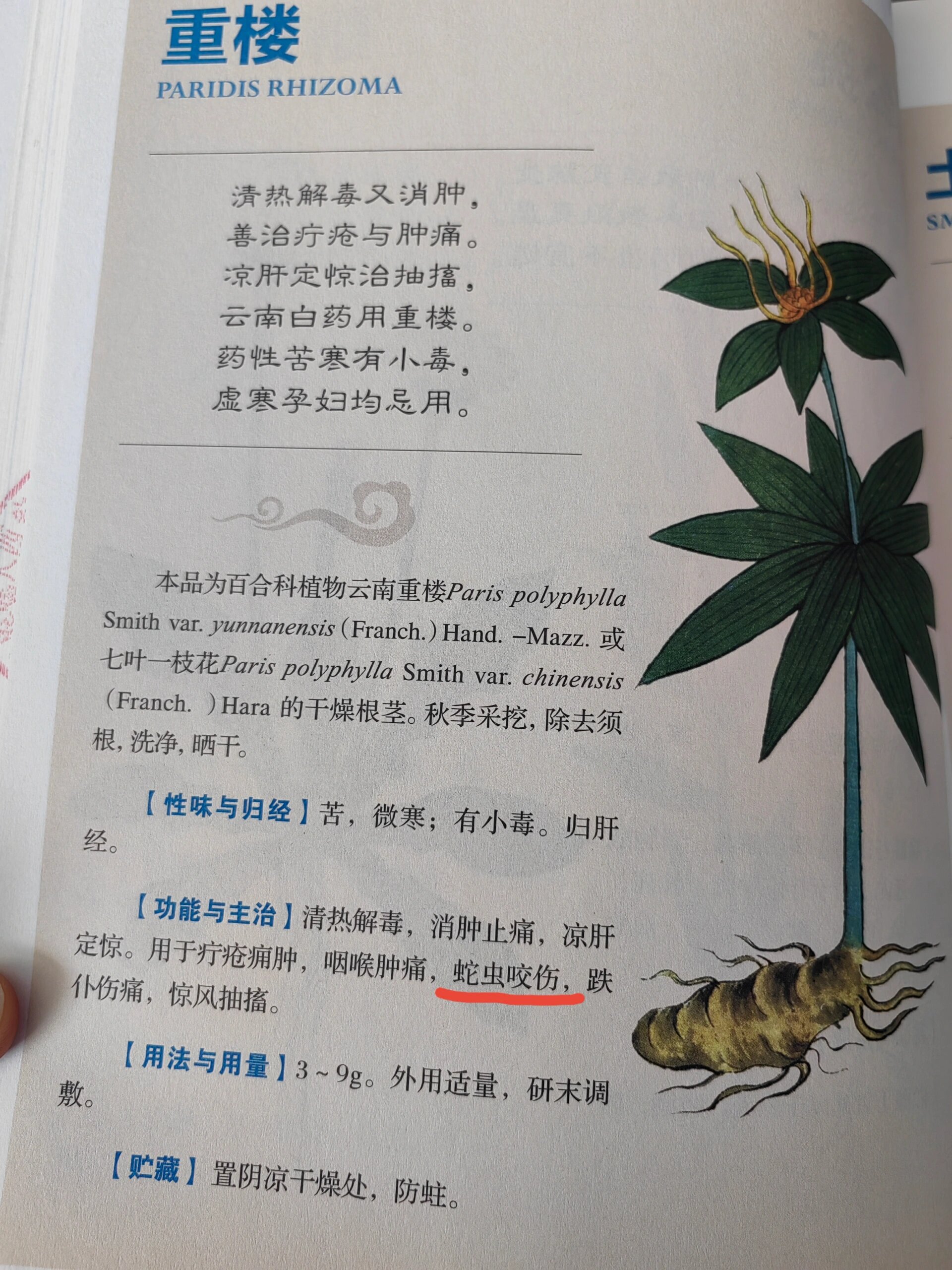 紫萱中药简介图片