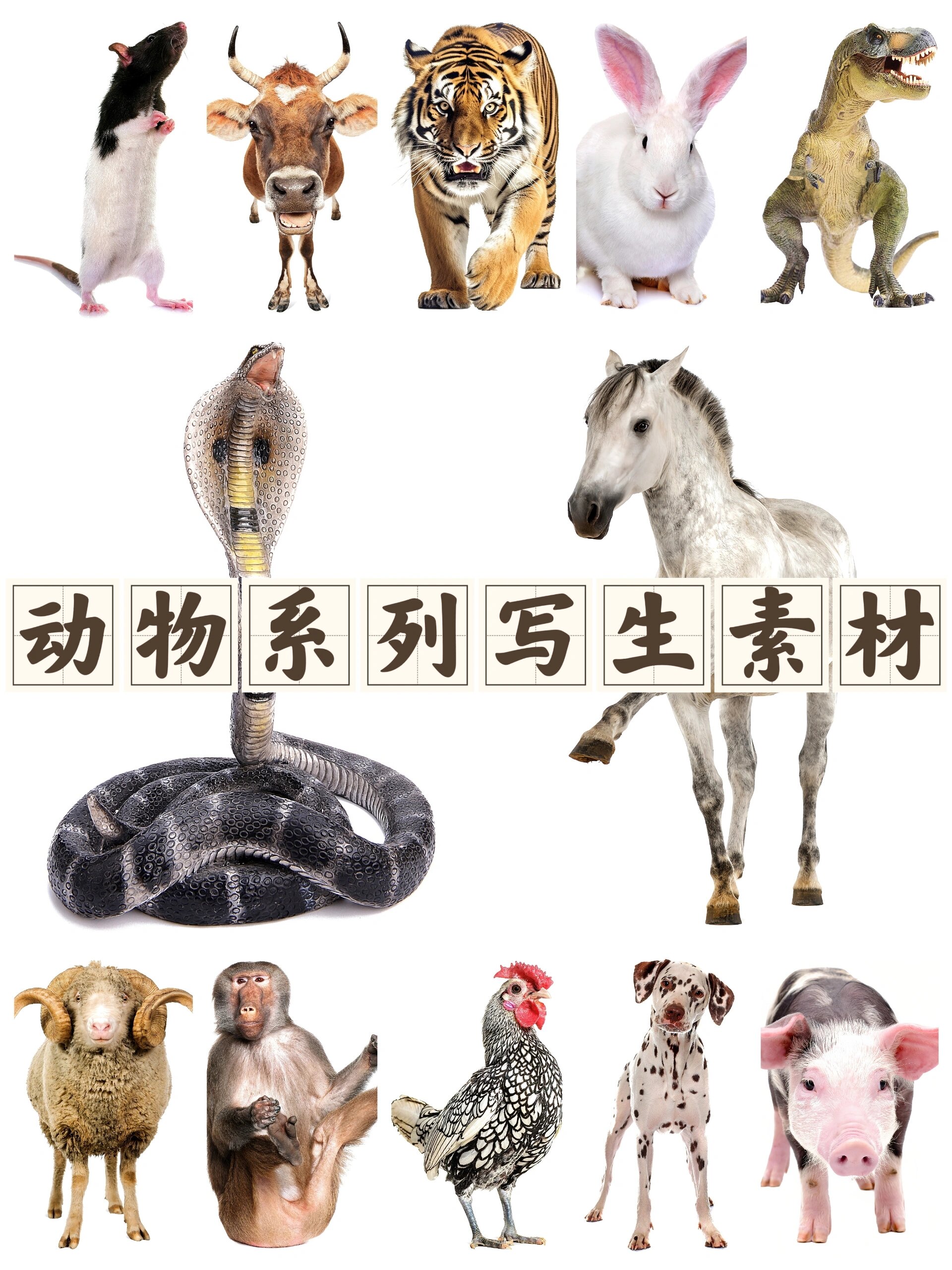 动物系列写生素材