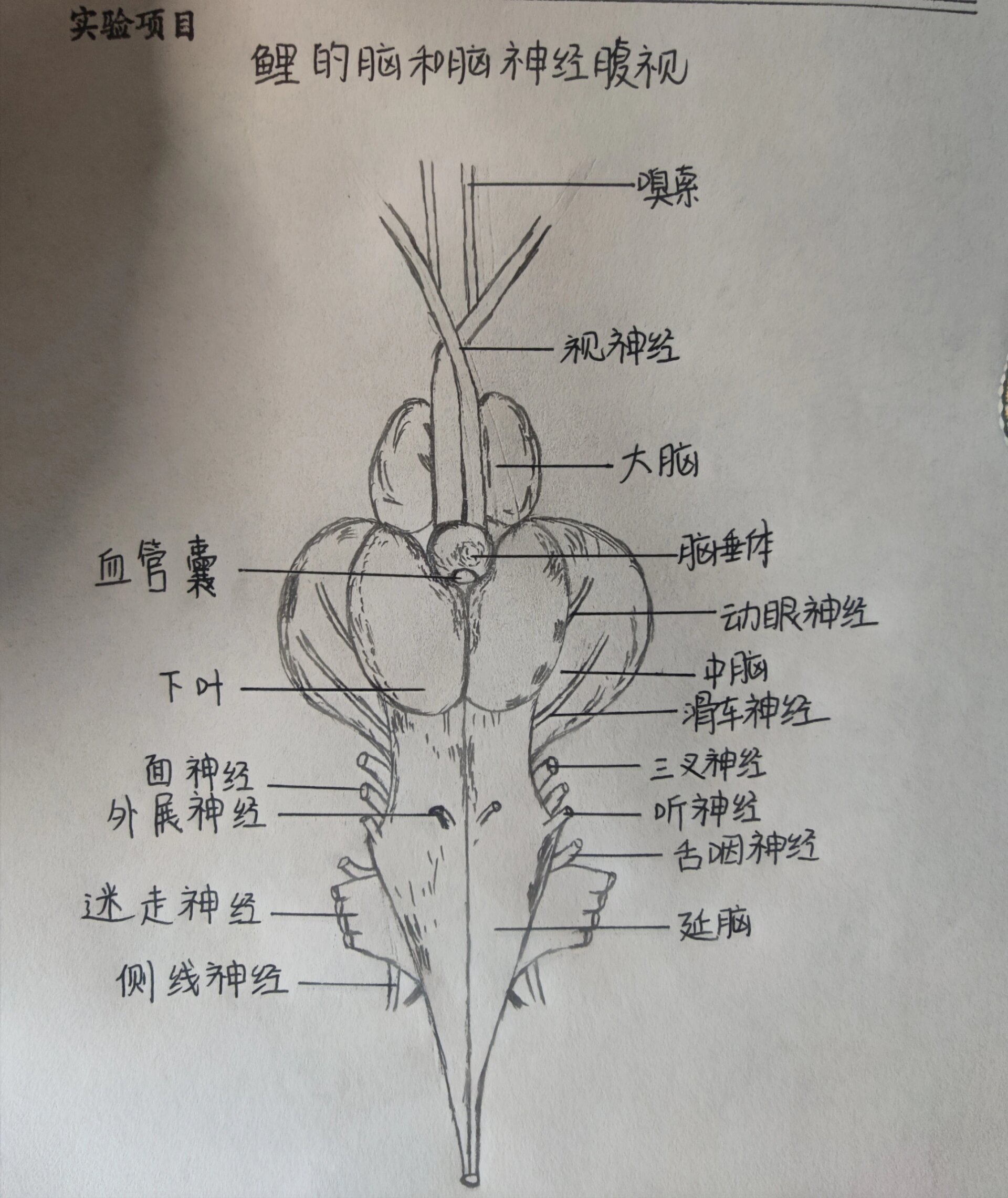 鲤的脑和脑神经腹视
