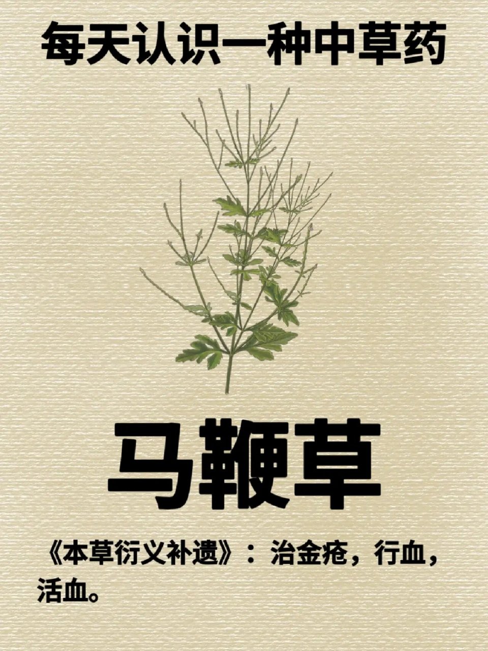 每天认识一种中草药【马鞭草】73 93马鞭草别名:马鞭,龙芽草,凤颈