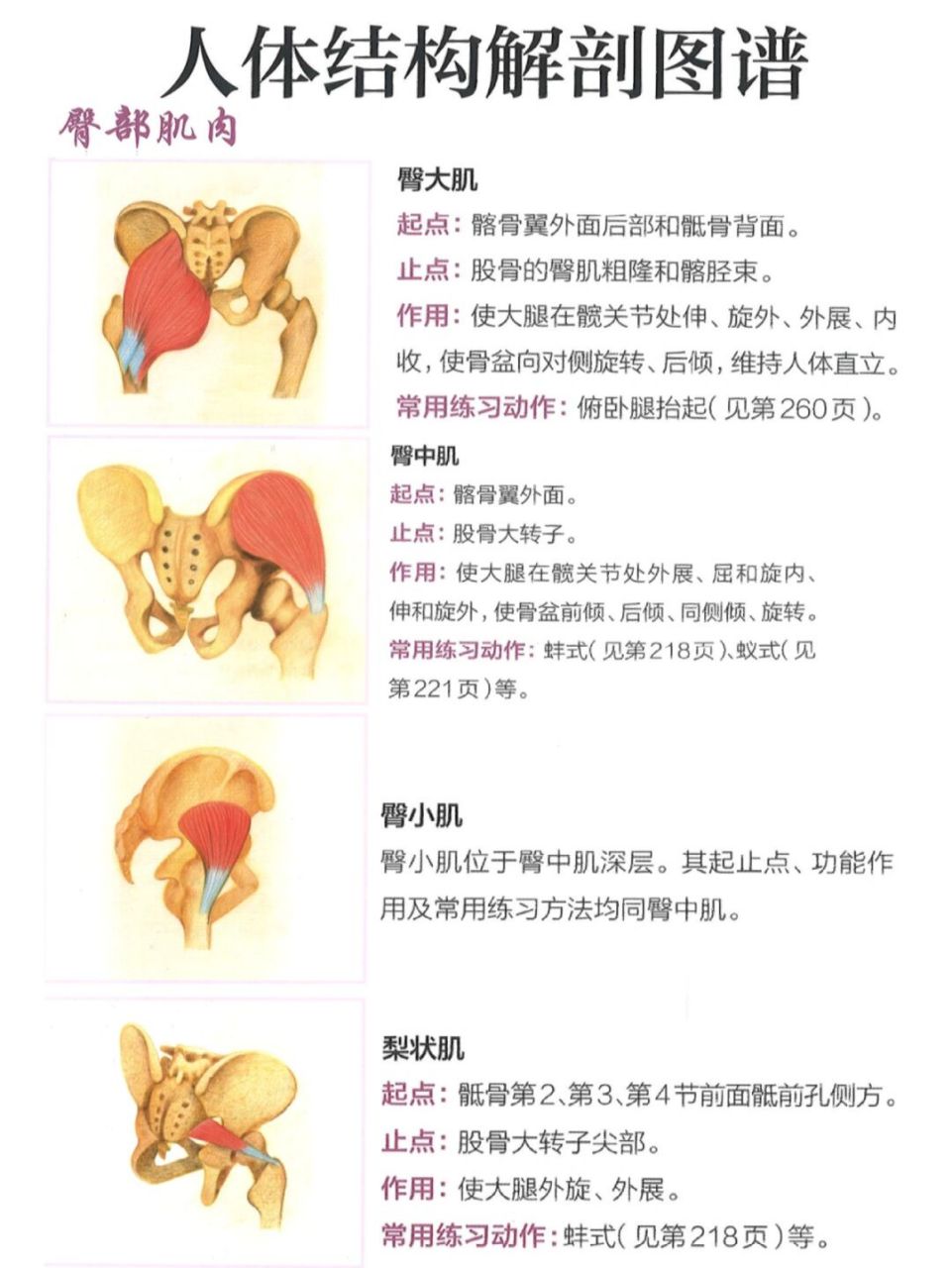 人体结构解剖图谱③:臀部肌肉 盆底肌肉  #见人不如健身# 	 臀部肌肉