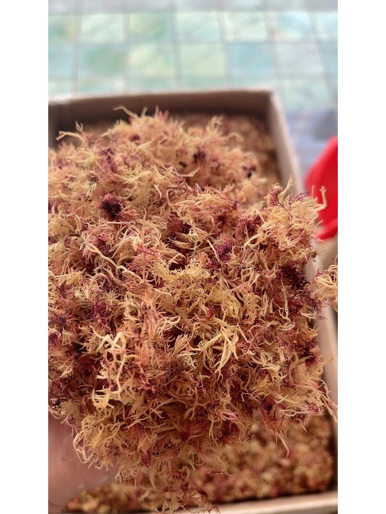 石花菜又称天然海底燕窝润功效:清热解毒, 石花菜又称天然海底燕窝润