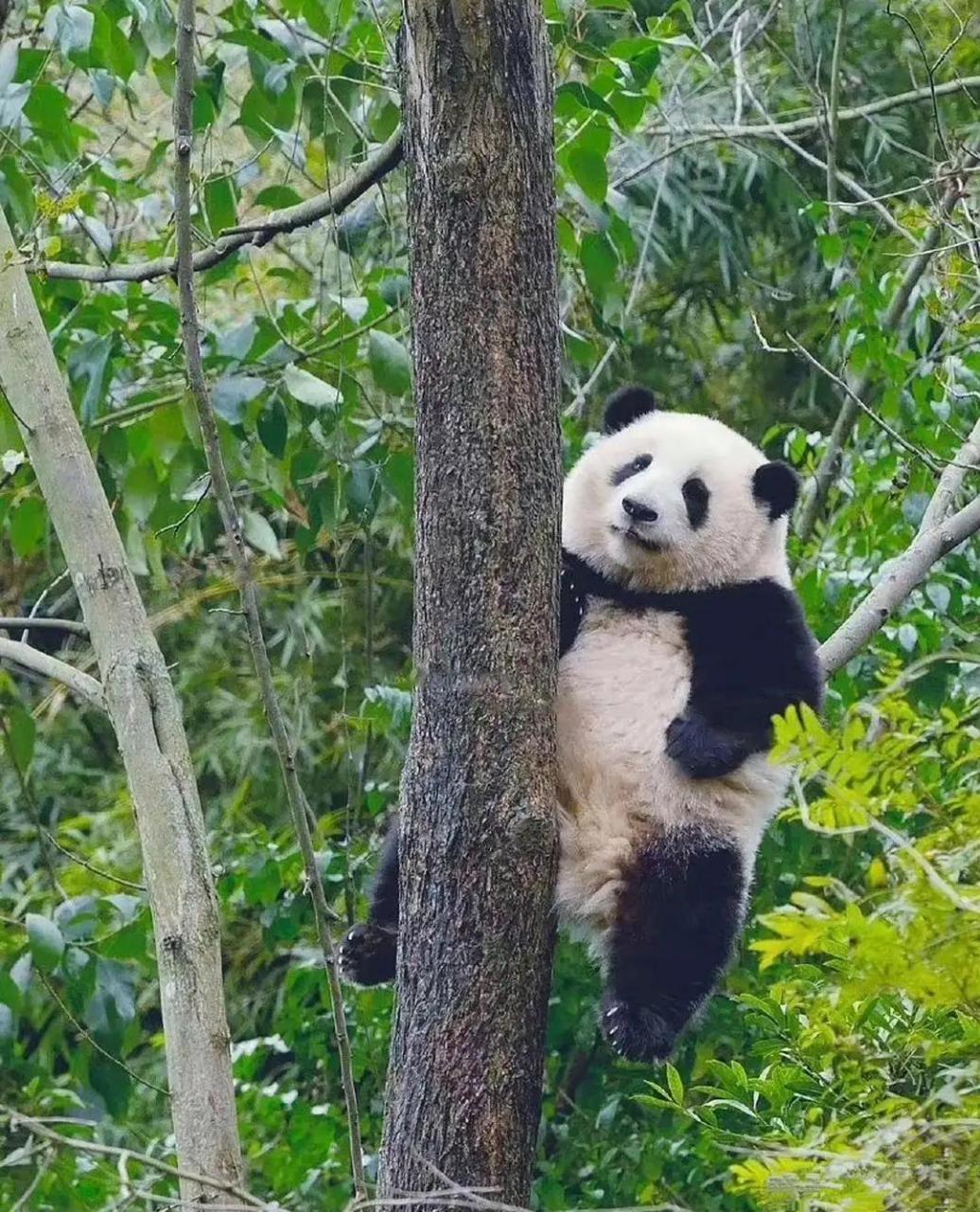 真没想到憨态可掬的大熊猫是爬树高手,会爬树的动物通常都比较瘦,还很