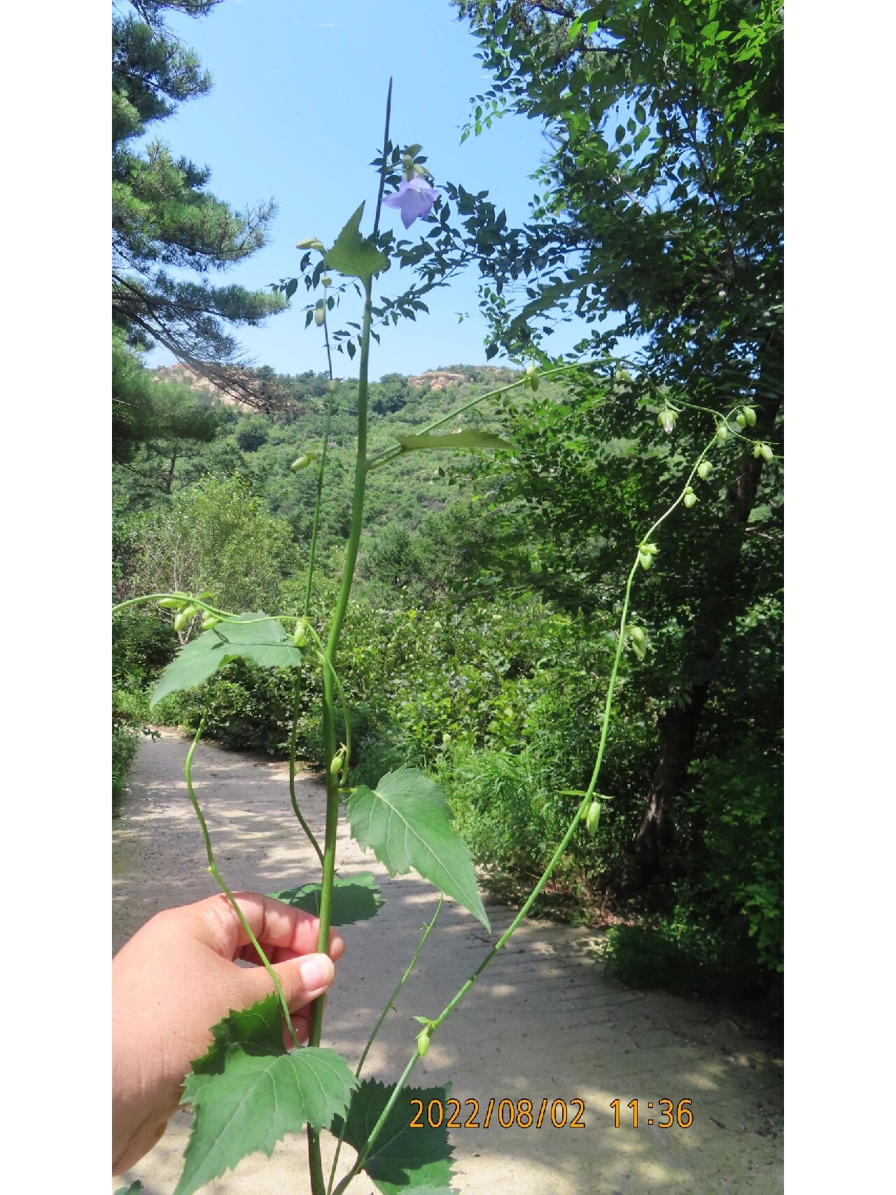 荠苨,桔梗科沙参属多年生草本植物