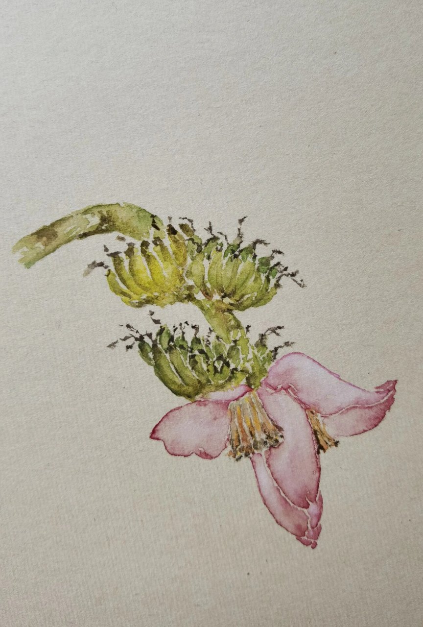 没骨画:芭蕉(原创写生) 香蕉吃了很多,香蕉树也见了不少,唯独芭蕉花却