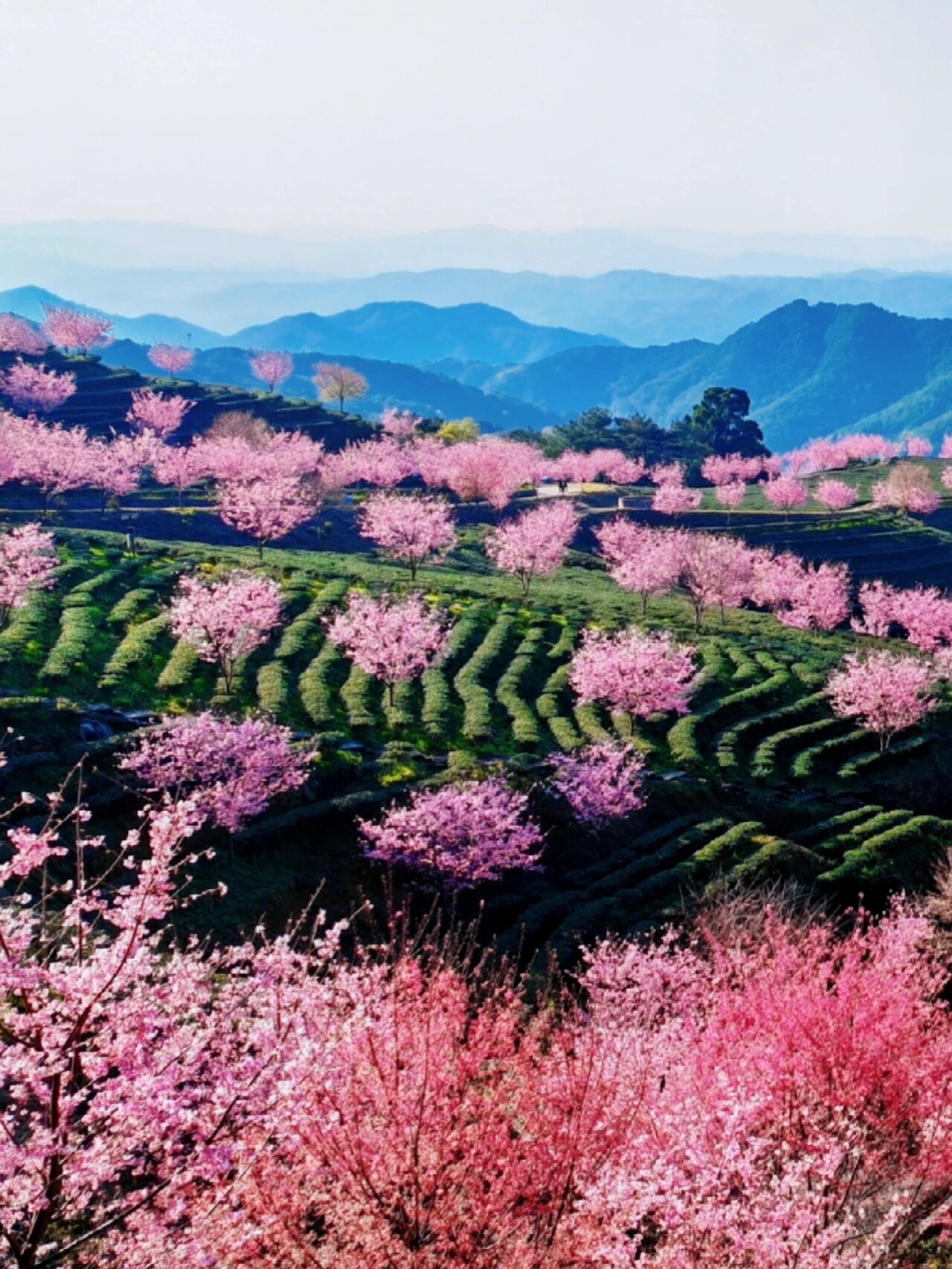 阴那山茶图片