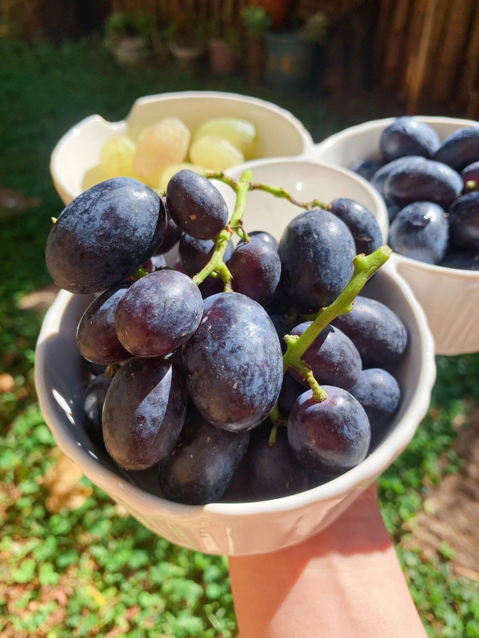 黑99 学名:秋黑葡萄99 	 葡萄界晚熟的品种 果肉细腻紧实 相对