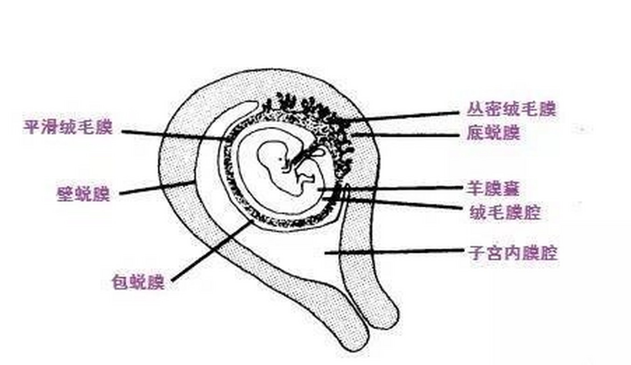 蜕膜管型图片大全图片