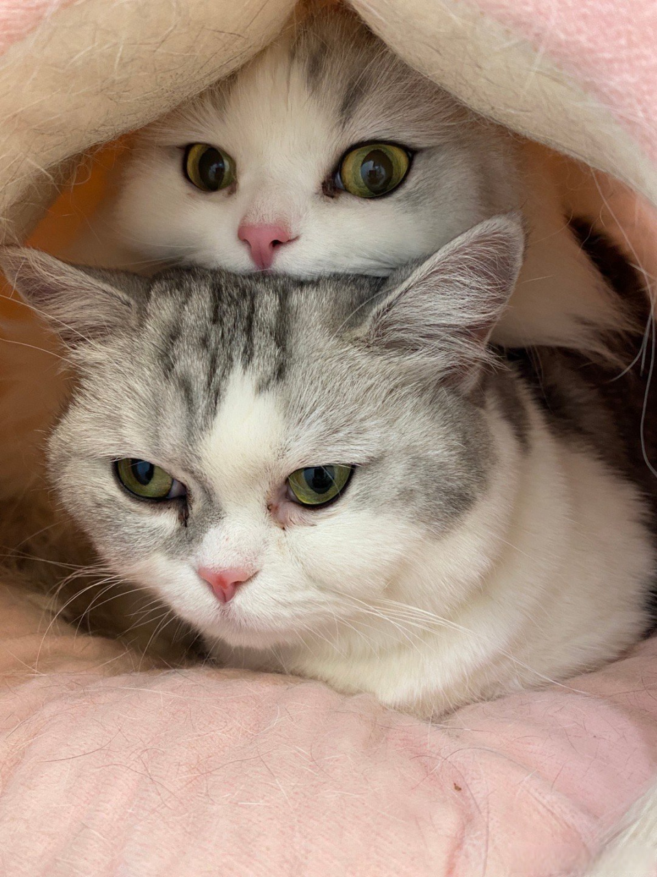 萌喵一箩筐# 今天先把猫搬过来了,这时候体现出是娘俩了[捂脸]