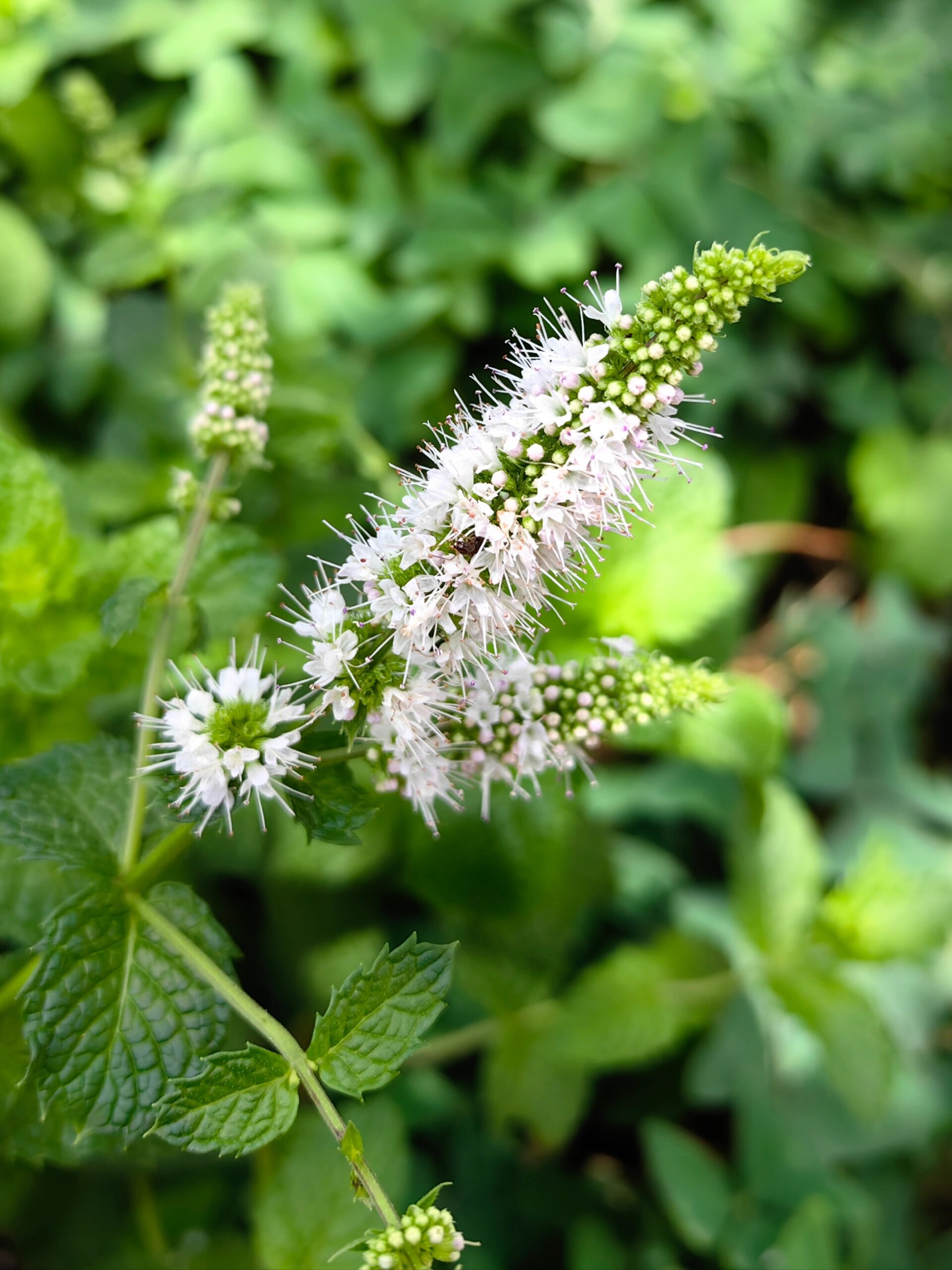 留兰香:一支香草,一抹清凉