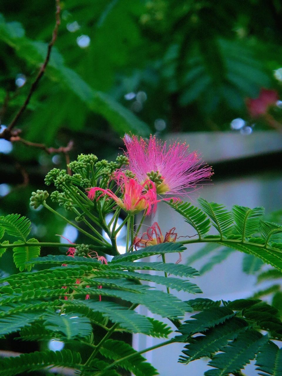 合欢花寓意是什么呢 花语:合家欢乐,夫妻恩爱,富贵吉祥