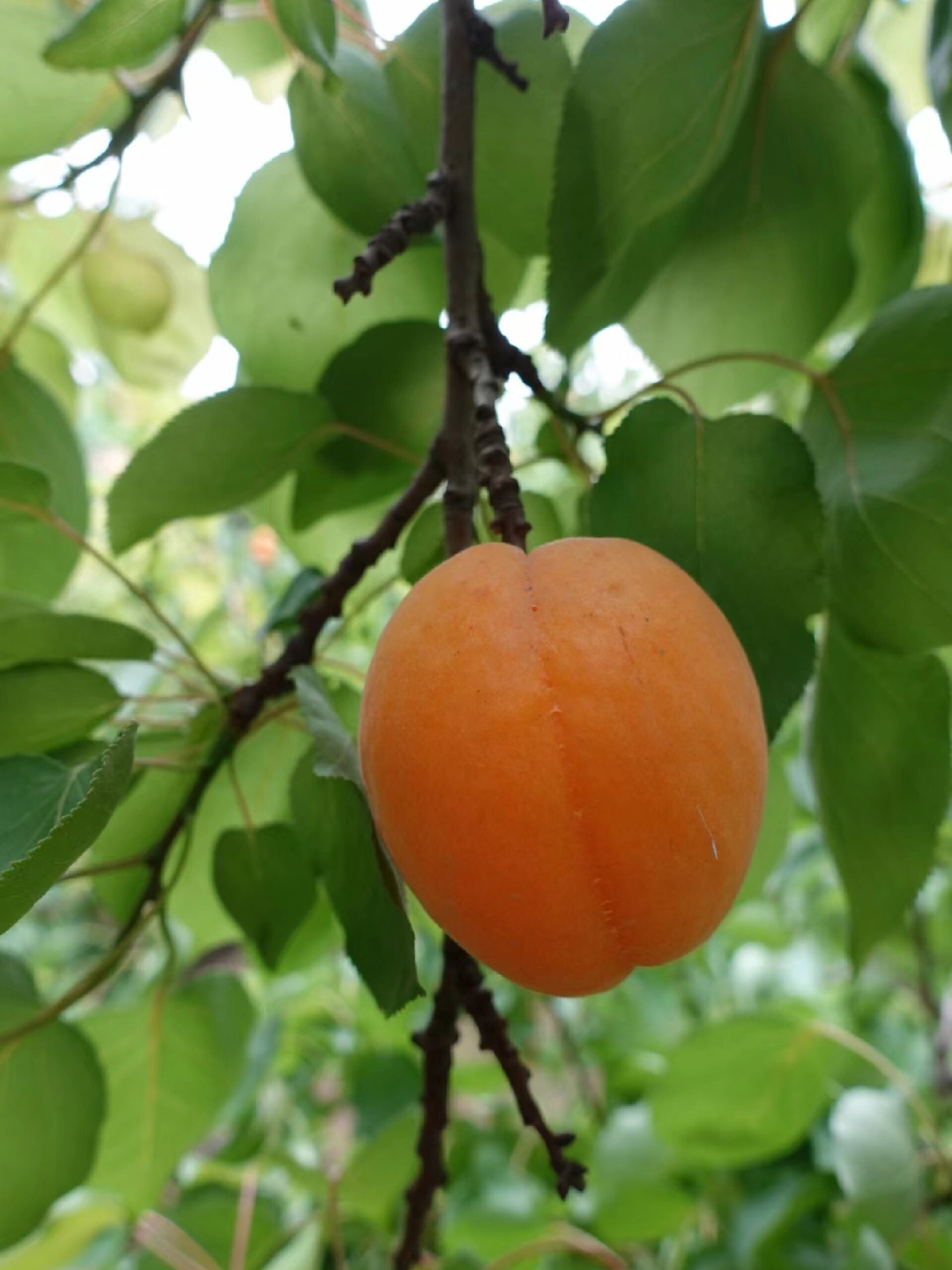 家乡的杏儿熟了,每一颗都有小时候的味道 又到一年一度杏儿熟的季节
