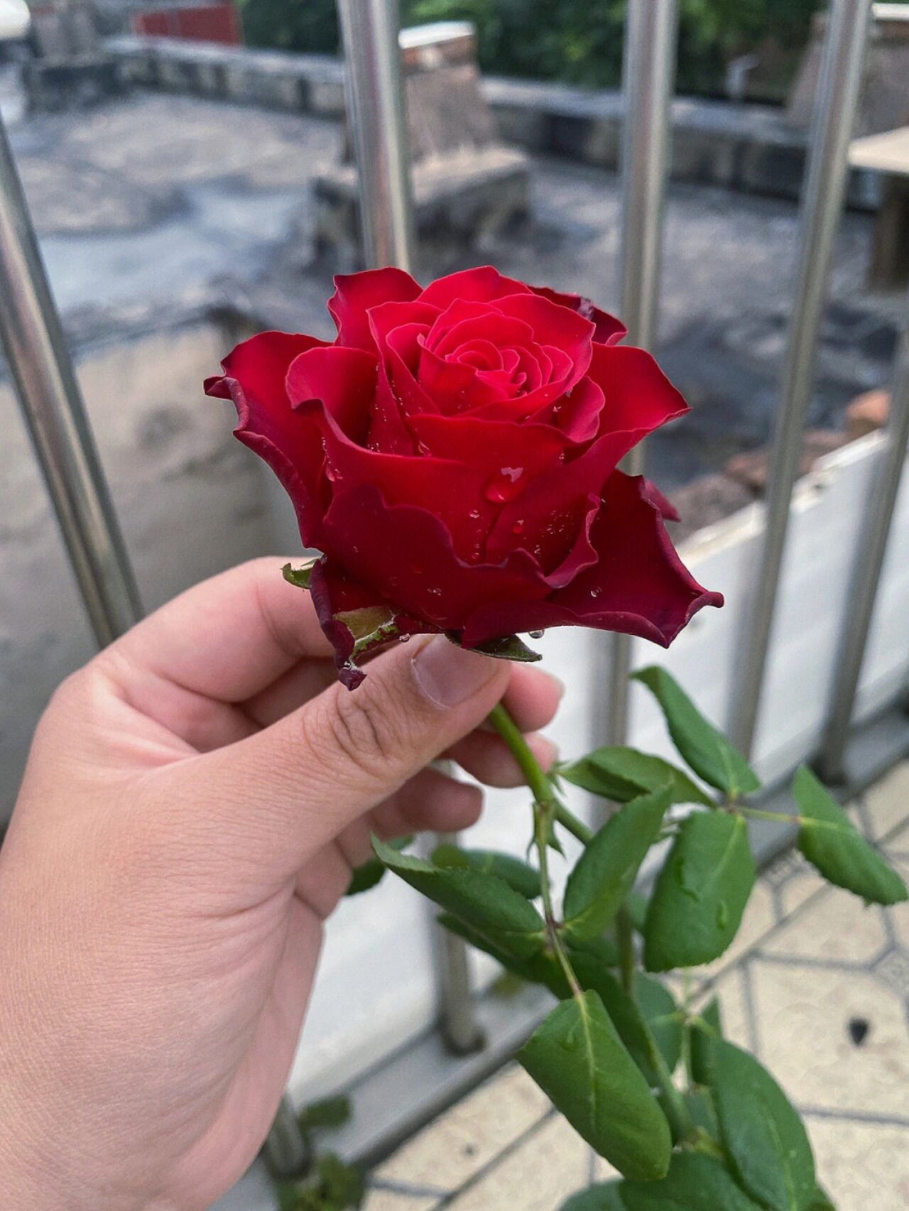 罗德斯月季优缺点 优点: 直立性好 少刺 单花期长 花店很多红玫瑰就是