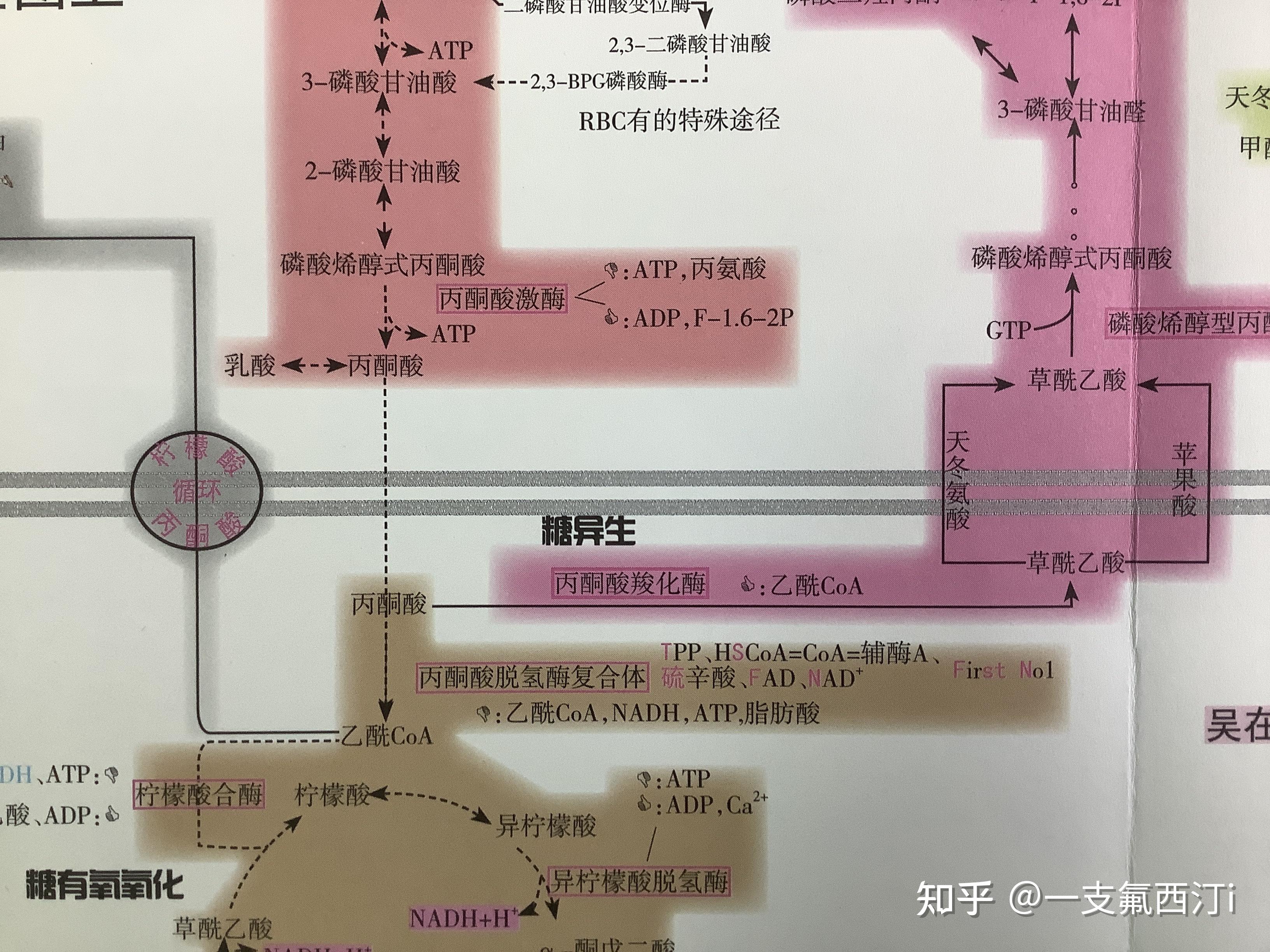 乙酰辅酶a为什么是丙酮酸羧化酶的激活剂