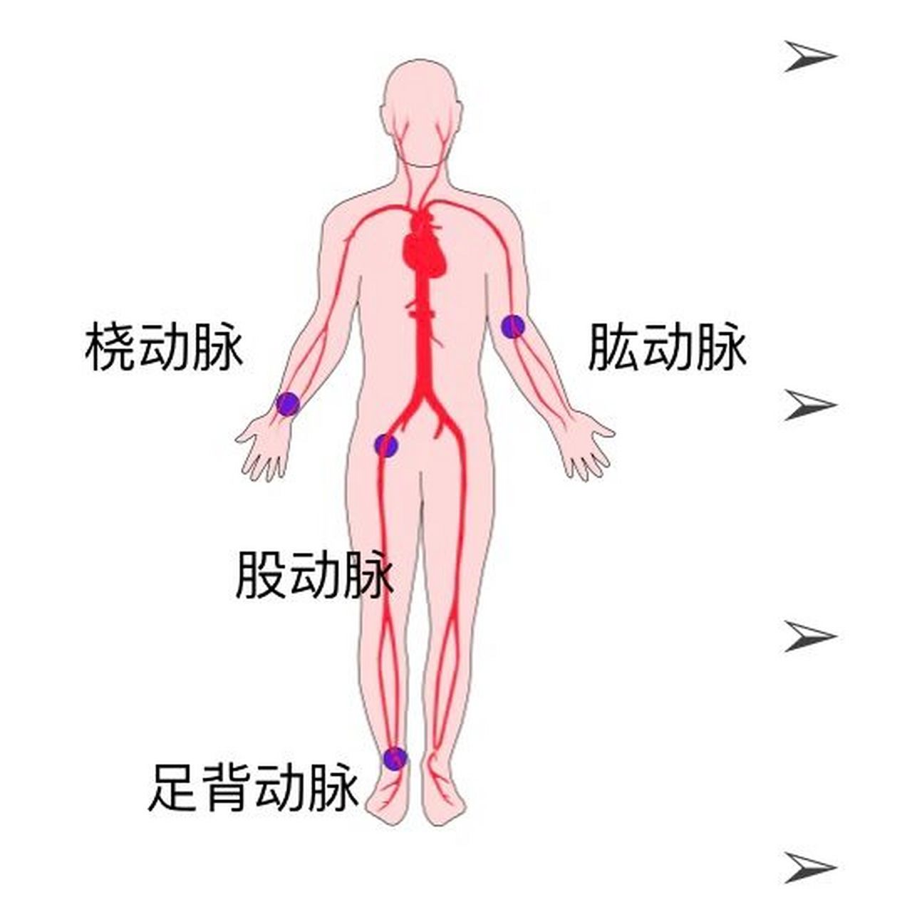 手臂流和手腕流图解图片