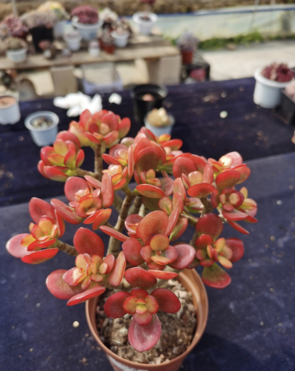 多肉姬红花月皮实好养,容易长成老桩 姬花月(crassula ovata minima