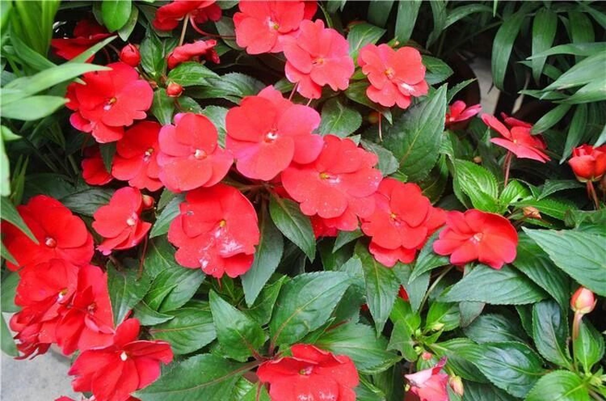 常见野外绿植—凤仙花 凤仙花, 别名:指甲花, 急性子,凤仙透骨草, 为