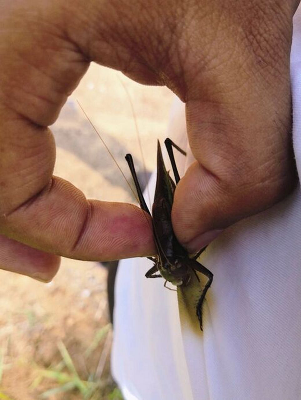 82京郊十大抓蝈蝈好去处,强烈收藏 很多妈妈问我,哪里可以带孩子