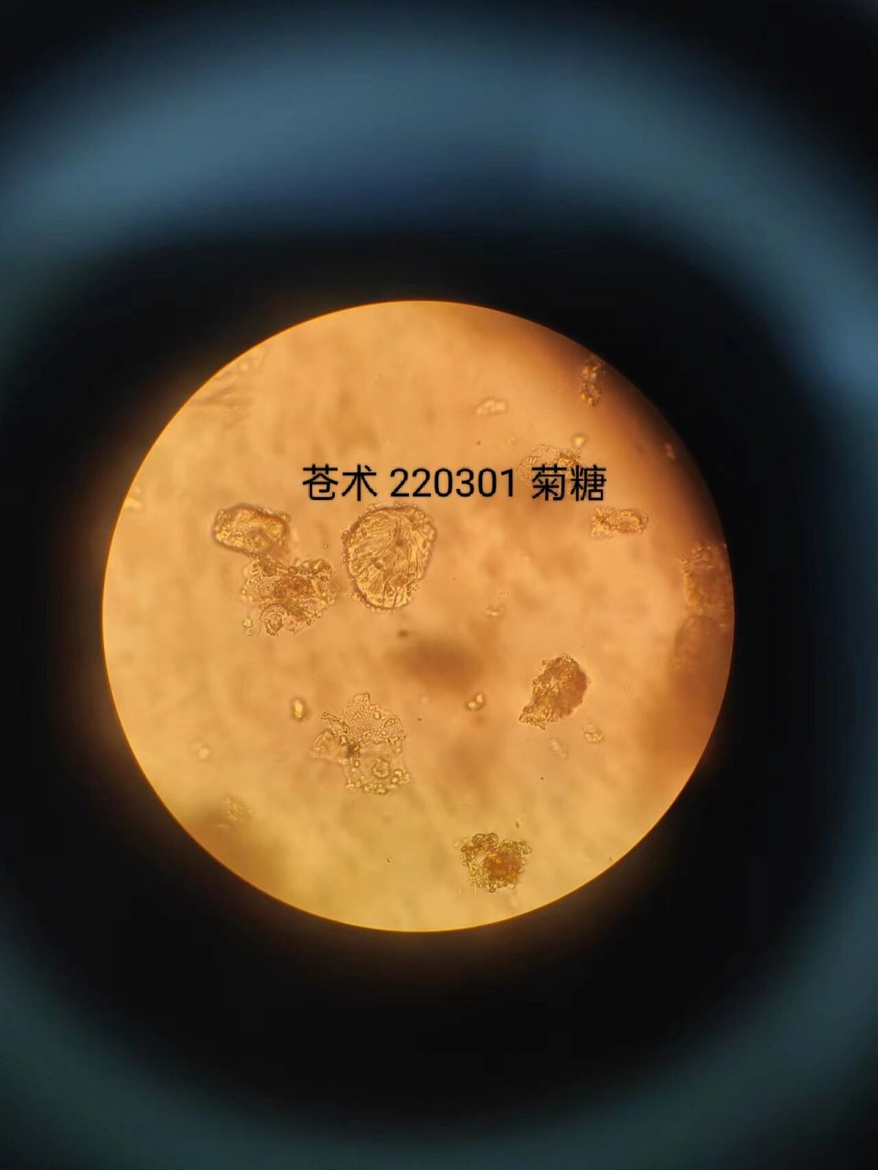 中药显微—苍术