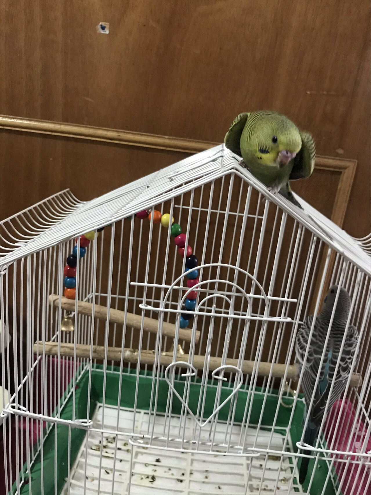 新手饲养虎皮鹦鹉