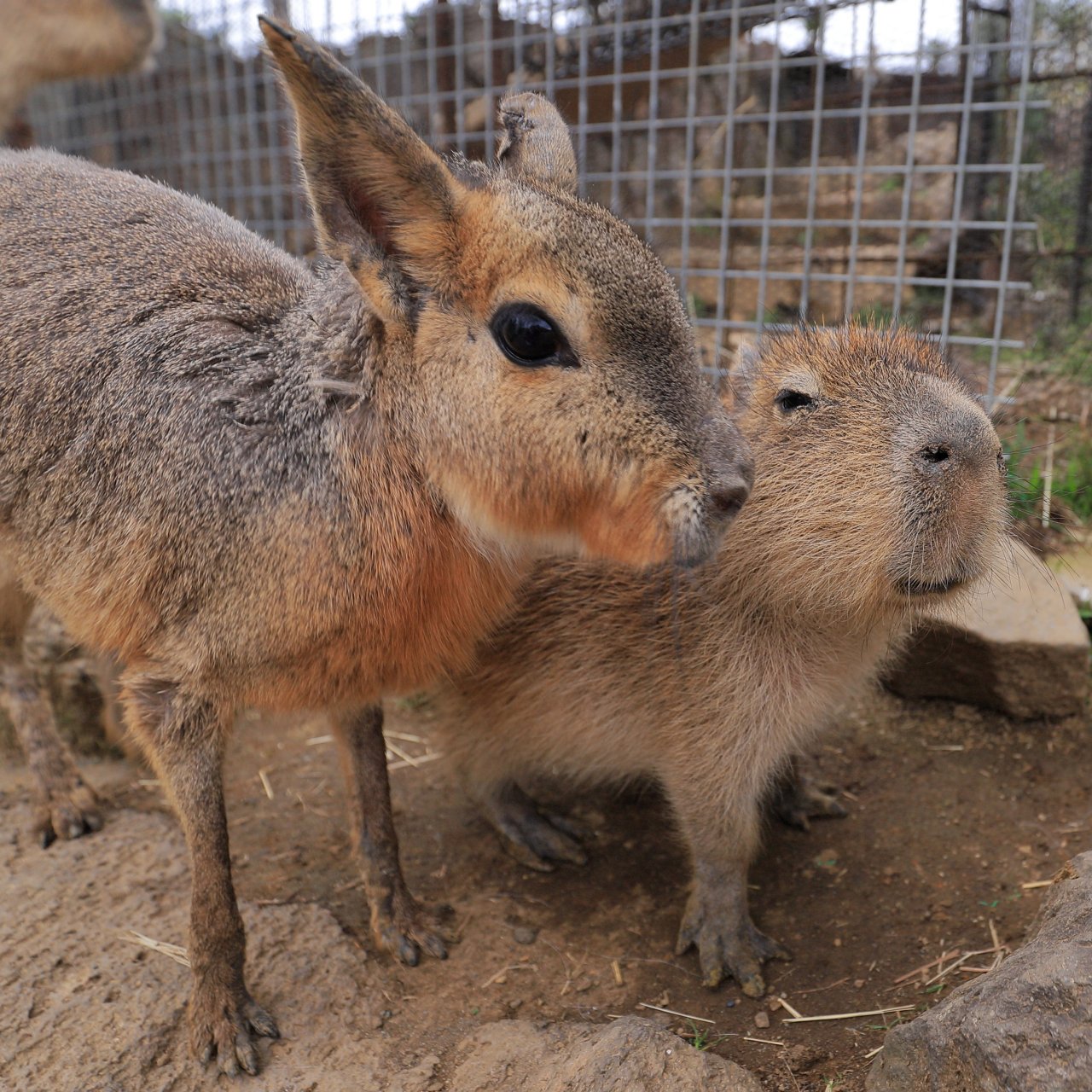 可可爱爱水豚宝宝