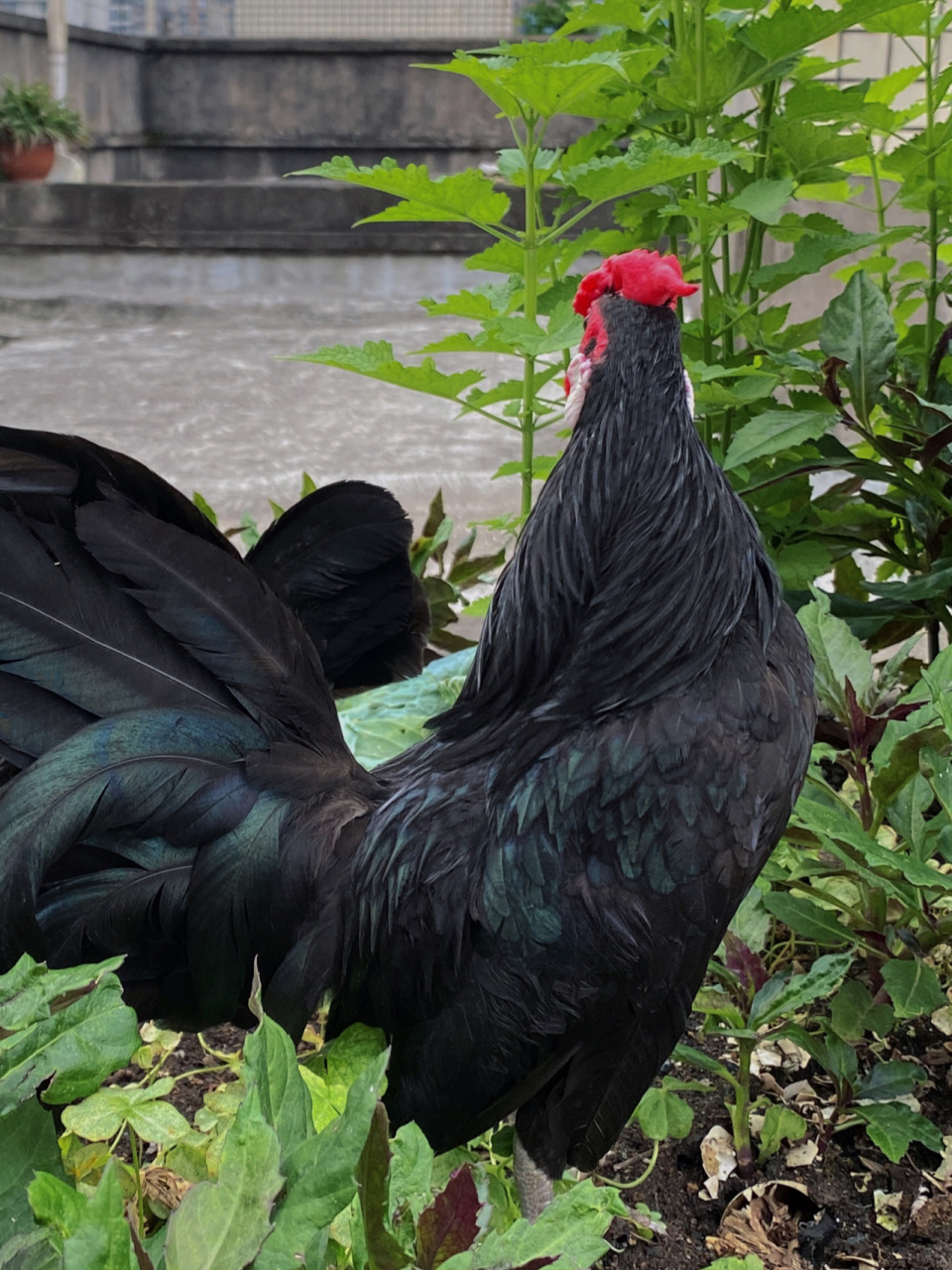 【打鸣ing】之五彩斑斓的黑公鸡 抓拍到它使劲儿打鸣的进行时,表情