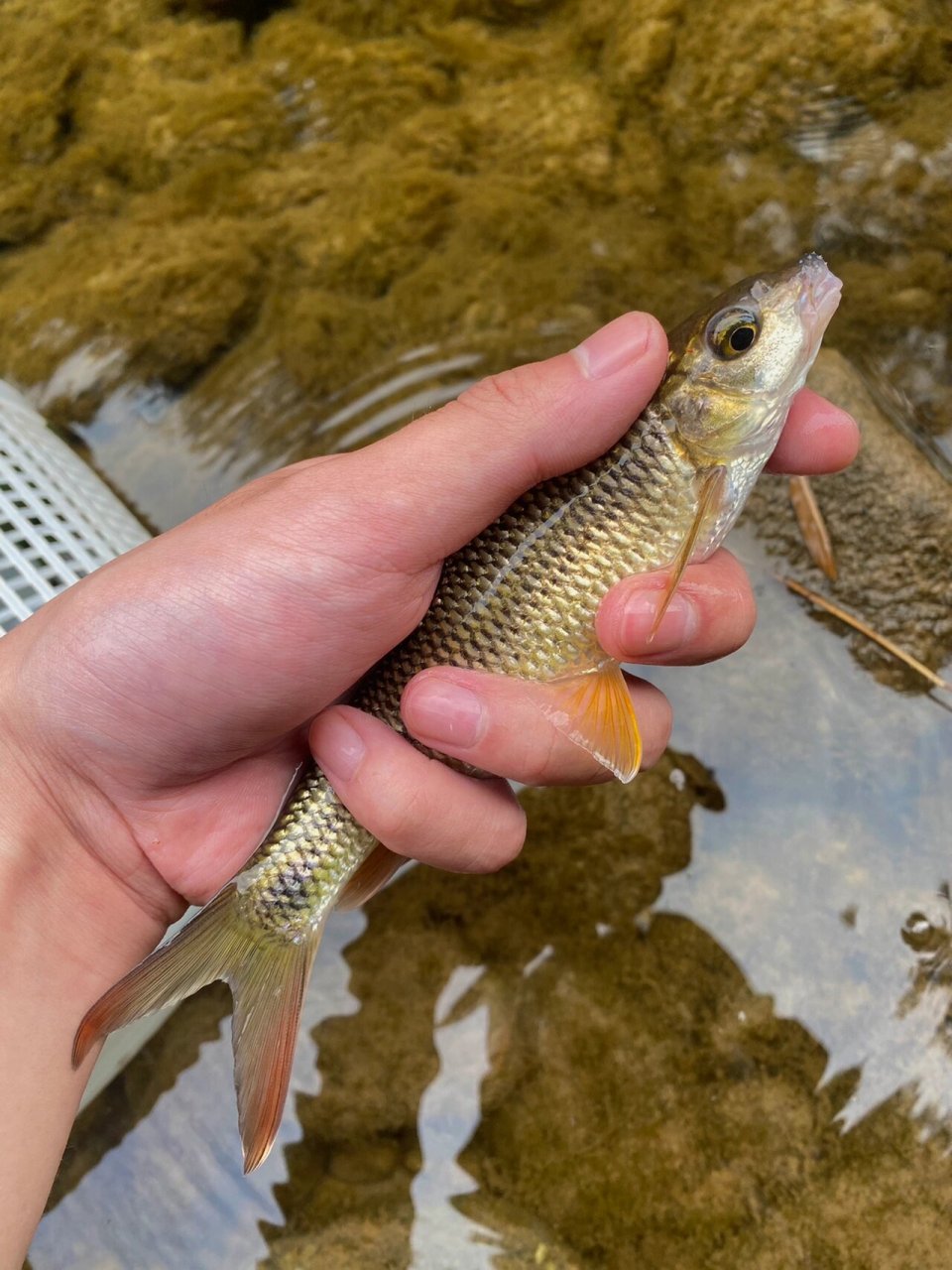 这95嘴巴好有意思 国二 细鳞白甲鱼 大家钓获的野生鱼记得分辨哦 放