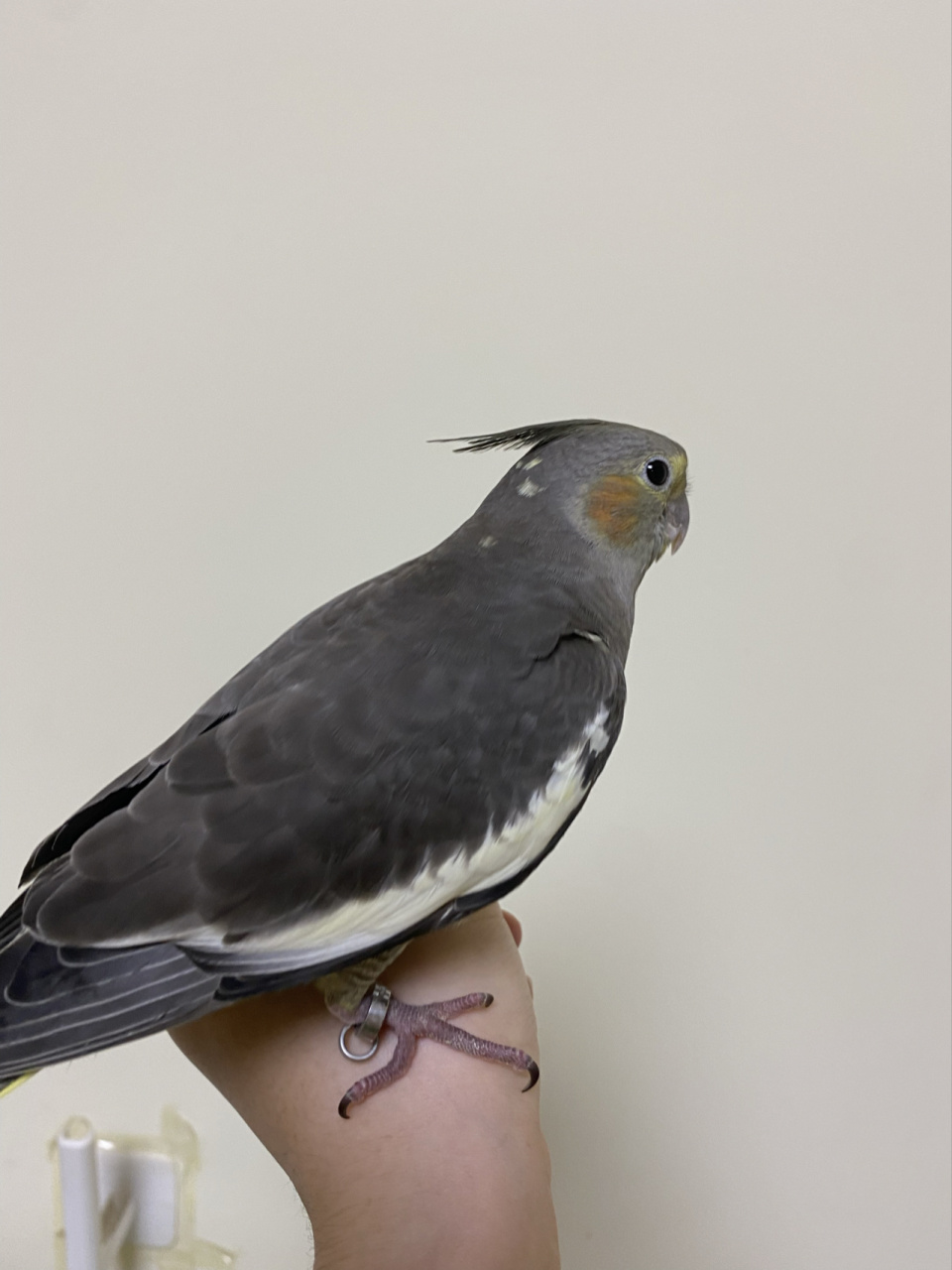 请大家来帮看看玄凤原始灰公母呀!