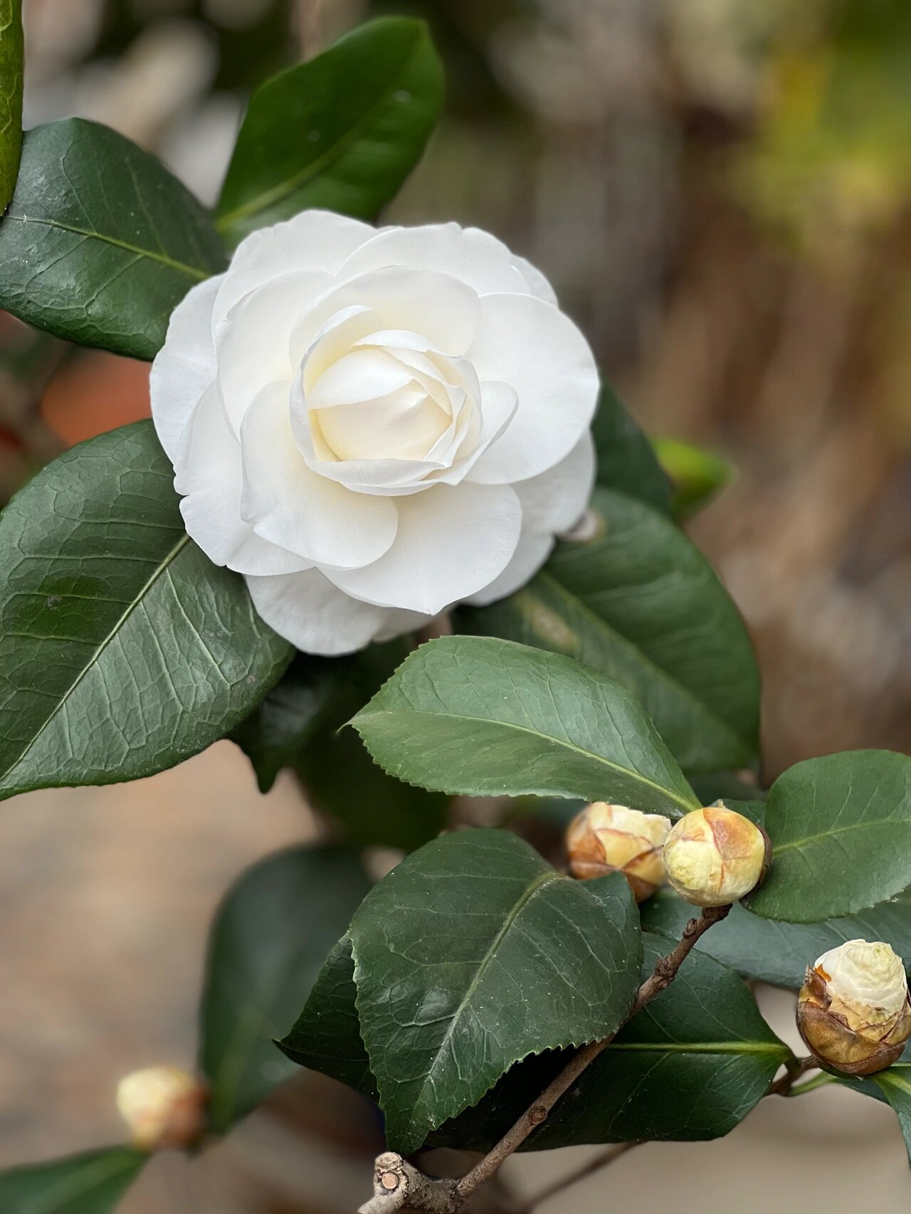 野生白茶花图片