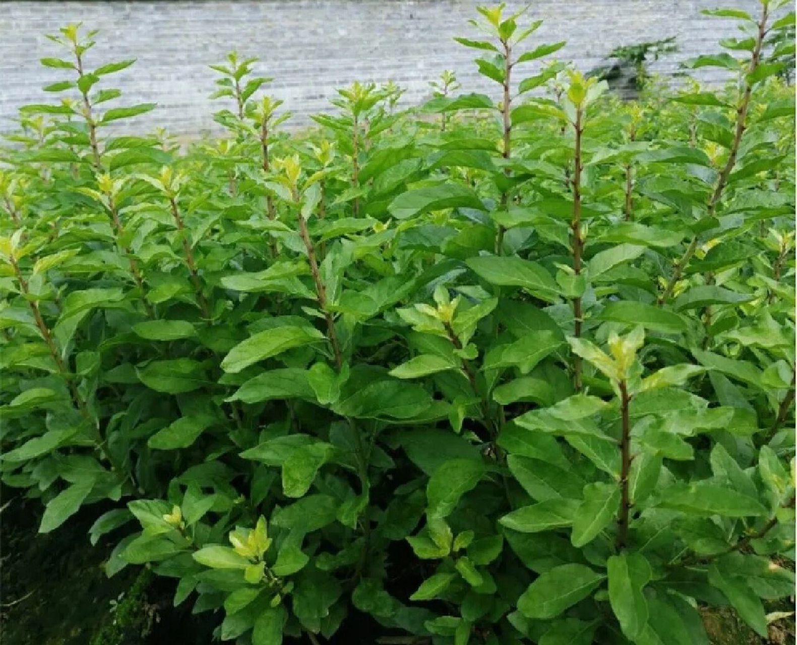 枸杞全身是宝,明李时珍《本草纲目》记载:"