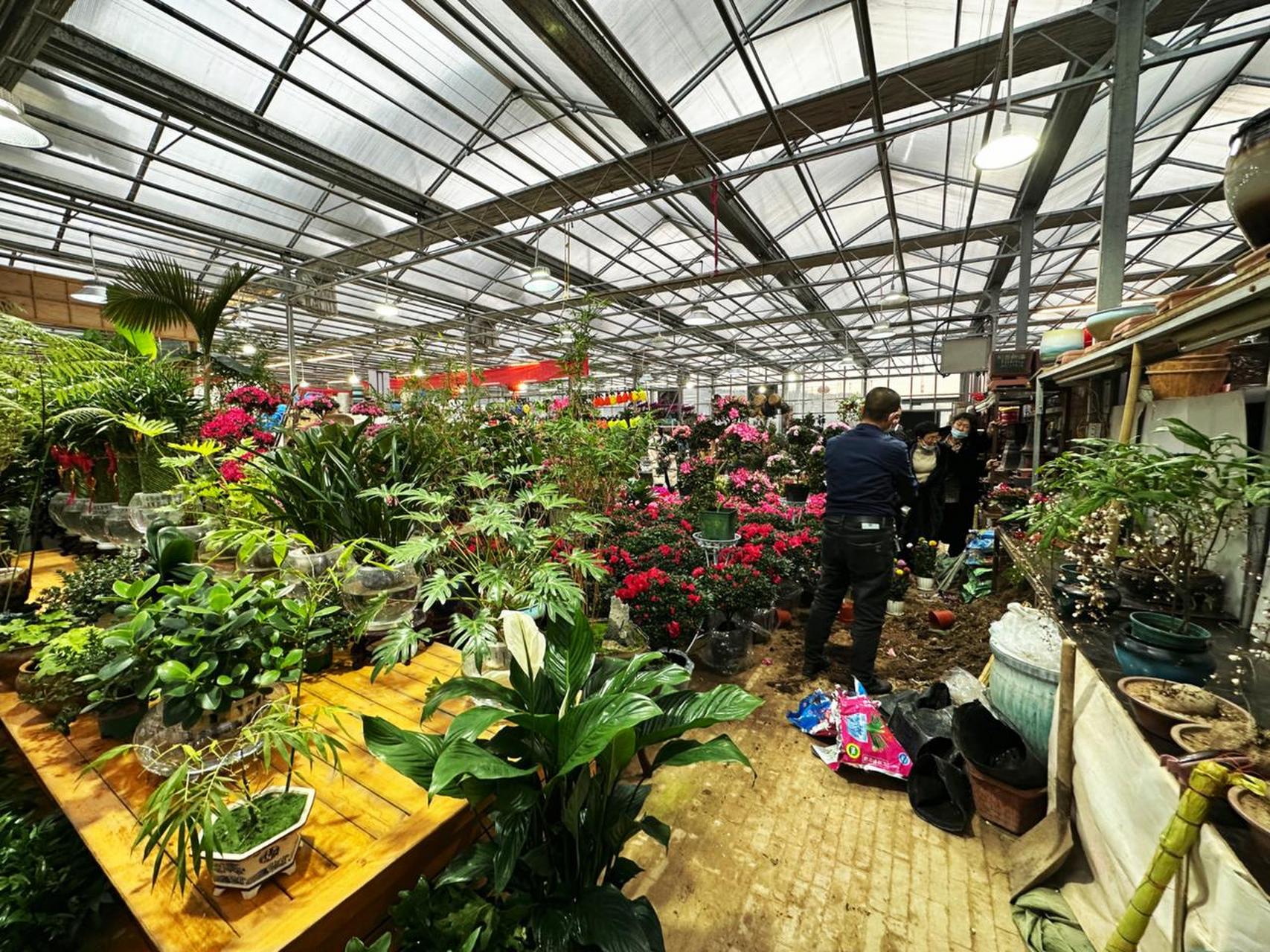 太原头条太原【绿植热销迎新春】  1月2日,太原市杨家峪花卉市场,市民