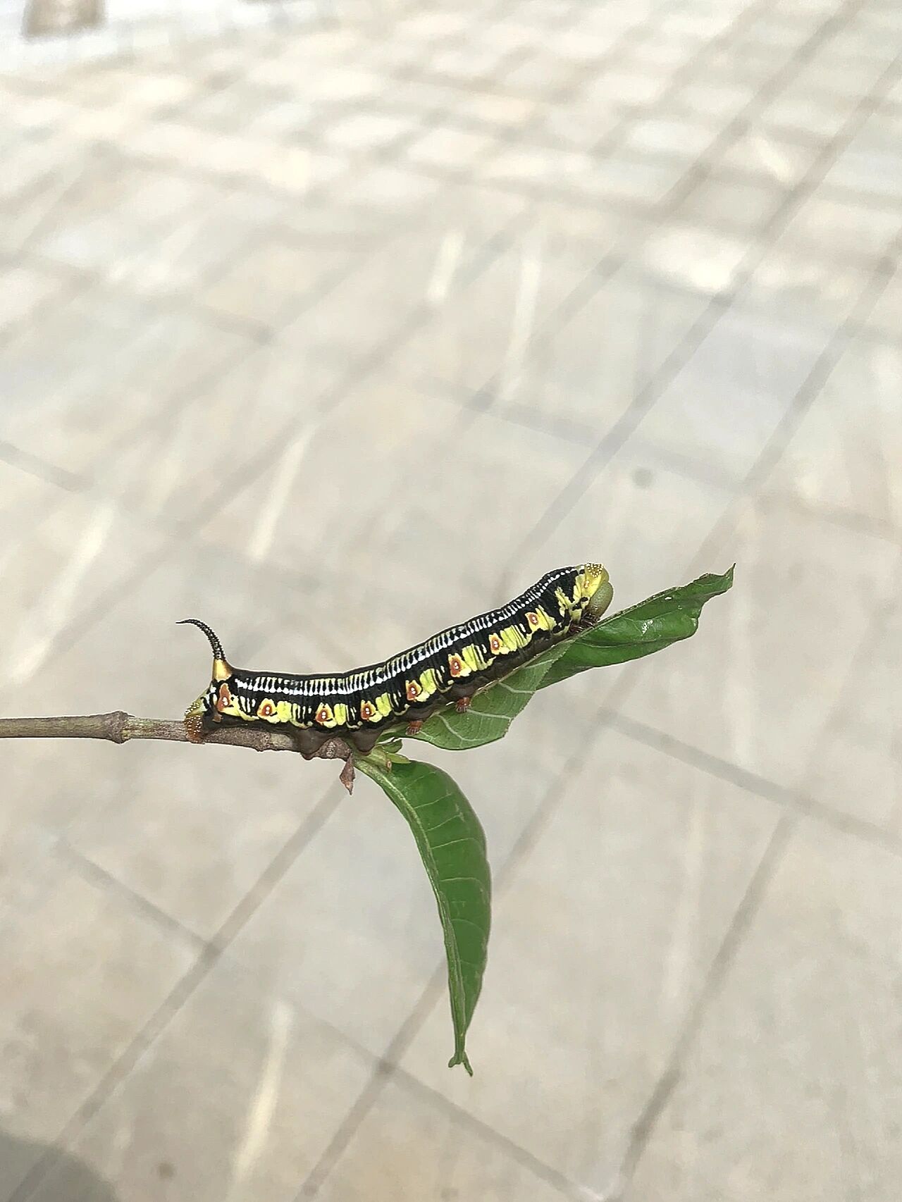 昆虫记—天蛾幼虫